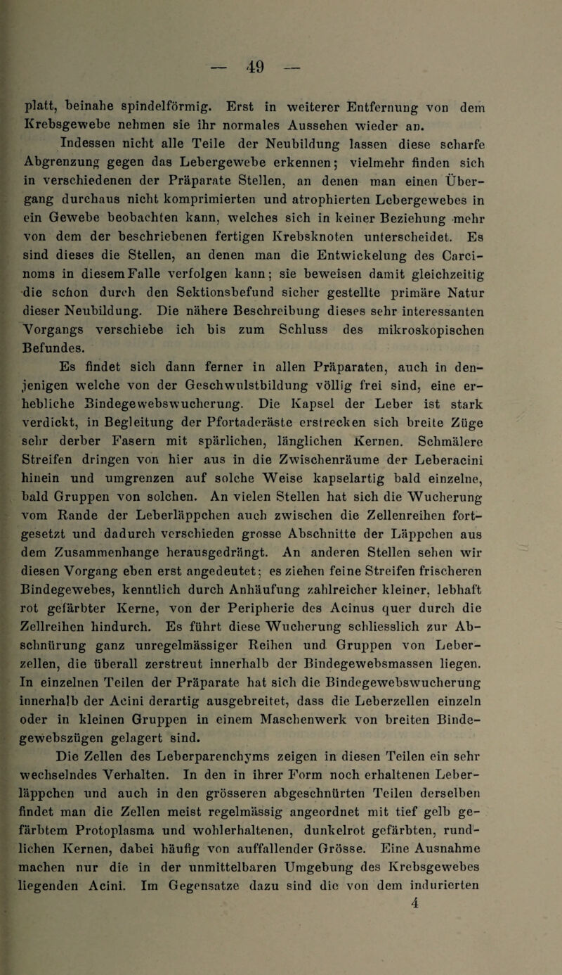 platt, beinahe spindelförmig. Erst in weiterer Entfernung von dem Krebsgewebe nehmen sie ihr normales Aussehen wieder an. Indessen nicht alle Teile der Neubildung lassen diese scharfe Abgrenzung gegen das Lebergewebe erkennen; vielmehr finden sich in verschiedenen der Präparate Stellen, an denen man einen Über¬ gang durchaus nicht komprimierten und atrophierten Lebergewebes in ein Gewebe beobachten kann, welches sich in keiner Beziehung mehr von dem der beschriebenen fertigen Krebsknoten unterscheidet. Es sind dieses die Stellen, an denen man die Entwickelung des Carci- noms in diesem Falle verfolgen kann; sie beweisen damit gleichzeitig die schon durch den Sektionsbefund sicher gestellte primäre Natur dieser Neubildung. Die nähere Beschreibung dieses sehr interessanten Vorgangs verschiebe ich bis zum Schluss des mikroskopischen Befundes. Es findet sich dann ferner in allen Präparaten, auch in den¬ jenigen welche von der Geschwulstbildung völlig frei sind, eine er¬ hebliche Bindegewebswucherung. Die Kapsel der Leber ist stark verdickt, in Begleitung der Pfortaderäste erstrecken sich breite Züge sehr derber Fasern mit spärlichen, länglichen Kernen. Schmälere Streifen dringen von hier aus in die Zwischenräume der Leberacini hinein und umgrenzen auf solche Weise kapselartig bald einzelne, bald Gruppen von solchen. An vielen Stellen hat sich die Wucherung vom Rande der Leberläppchen auch zwischen die Zellenreihen fort¬ gesetzt und dadurch verschieden grosse Abschnitte der Läppchen aus dem Zusammenhänge herausgedrängt. An anderen Stellen sehen wir diesen Vorgang eben erst angedeutet; es ziehen feine Streifen frischeren Bindegewebes, kenntlich durch Anhäufung zahlreicher kleiner, lebhaft rot gefärbter Kerne, von der Peripherie des Acinus quer durch die Zellreihen hindurch. Es führt diese Wucherung schliesslich zur Ab¬ schnürung ganz unregelmässiger Reihen und Gruppen von Leber¬ zellen, die überall zerstreut innerhalb der Bindegewebsmassen liegen. In einzelnen Teilen der Präparate hat sich die Bindegewebswucherung innerhalb der Acini derartig ausgebreitet, dass die Leberzellen einzeln oder in kleinen Gruppen in einem Maschenwerk von breiten Binde- gewebszügen gelagert sind. Die Zellen des Leberparenchyms zeigen in diesen Teilen ein sehr wechselndes Verhalten. In den in ihrer Form noch erhaltenen Leber¬ läppchen und auch in den grösseren abgeschnürten Teilen derselben findet man die Zellen meist regelmässig angeordnet mit tief gelb ge¬ färbtem Protoplasma und wohlerhaltenen, dunkelrot gefärbten, rund¬ lichen Kernen, dabei häufig von auffallender Grösse. Eine Ausnahme machen nur die in der unmittelbaren Umgebung des Krebsgewebes liegenden Acini. Im Gegensätze dazu sind die von dem indurierten 4