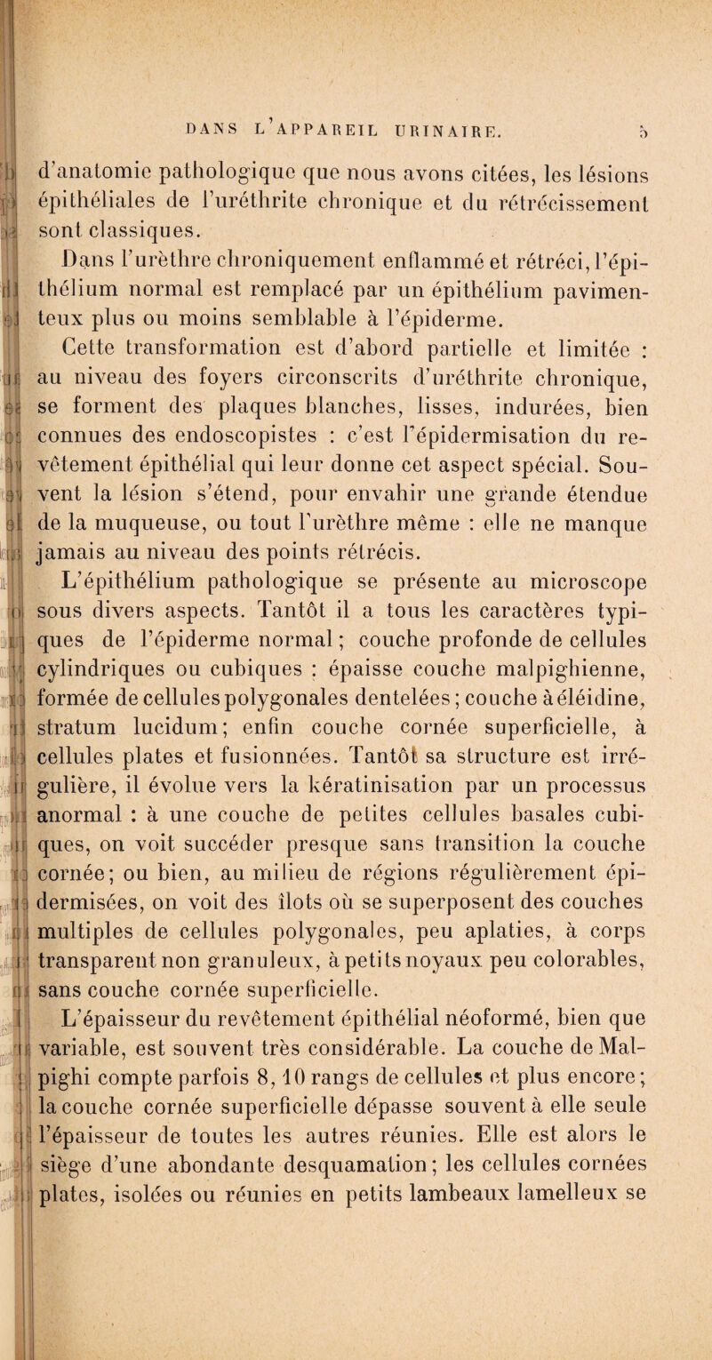 '!) D r) M U fi 83 9t vy\ fl k ml I [i)l 1 • r ! jf 41 il 1 II 4 ni à J i d’anatomie pathologique que nous avons citées, les lésions épithéliales de Furéthrite chronique et du rétrécissement sont classiques. Dans l’urèthre chroniquement enflammé et rétréci, l’épi¬ thélium normal est remplacé par un épithélium pavimen- teux plus ou moins semblable à l’épiderme. Cette transformation est d’abord partielle et limitée : au niveau des foyers circonscrits d’uréthrite chronique, se forment des plaques blanches, lisses, indurées, bien connues des endoscopistes : c’est Fépidermisation du re¬ vêtement épithélial qui leur donne cet aspect spécial. Sou¬ vent la lésion s’étend, pour envahir une grande étendue de la muqueuse, ou tout l’urèthre même : elle ne manque jamais au niveau des points rétrécis. L’épithélium pathologique se présente au microscope sous divers aspects. Tantôt il a tous les caractères typi¬ ques de l’épiderme normal ; couche profonde de cellules cylindriques ou cubiques : épaisse couche malpighienne, formée de cellules polygonales dentelées; couche àéléidine, stratum lucidum; enfin couche cornée superficielle, à cellules plates et fusionnées. Tantôt sa structure est irré¬ gulière, il évolue vers la kératinisation par un processus anormal : à une couche de petites cellules basales cubi¬ ques, on voit succéder presque sans transition la couche cornée; ou bien, au milieu de régions régulièrement épi- dermisées, on voit des îlots où se superposent des couches multiples de cellules polygonales, peu aplaties, à corps transparent non granuleux, à petits noyaux peu colorables, sans couche cornée superficielle. L’épaisseur du revêtement épithélial néoformé, bien que variable, est souvent très considérable. La couche de Mal- pighi compte parfois 8,10 rangs de cellules et plus encore ; la couche cornée superficielle dépasse souvent à elle seule l’épaisseur de toutes les autres réunies. Elle est alors le siège d’une abondante desquamation ; les cellules cornées plates, isolées ou réunies en petits lambeaux lamelleux se