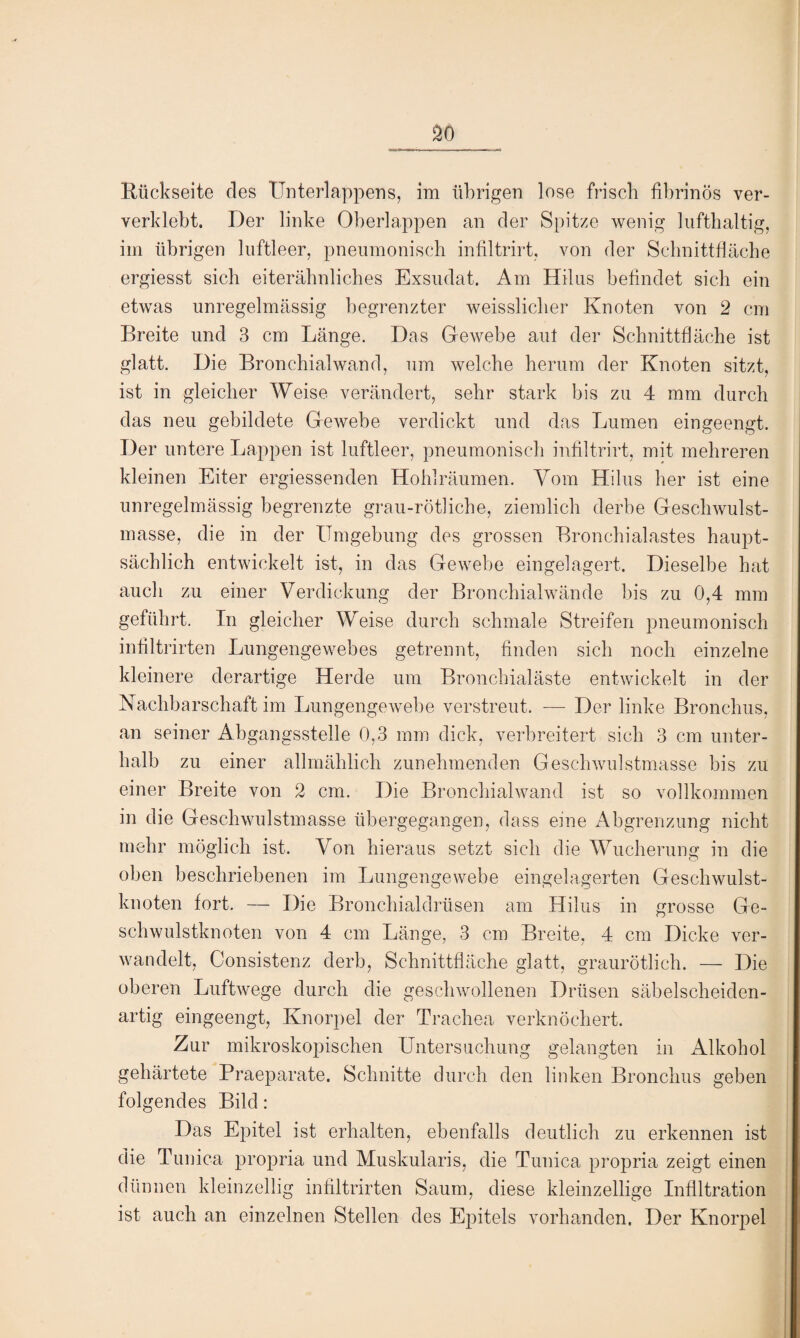 Rückseite des Unterlappens, im übrigen lose frisch fibrinös ver- verklebt. Der linke Oberlappen an der Spitze wenig lufthaltig, im übrigen luftleer, pneumonisch infiltrirt, von der Schnittfläche ergiesst sich eiterähnliches Exsudat. Am Hilus befindet sich ein etwas unregelmässig begrenzter weisslicher Knoten von 2 cm Breite und 3 cm Länge. Das Gewebe aut der Schnittfläche ist glatt. Die Bronchialwand, um welche herum der Knoten sitzt, ist in gleicher Weise verändert, sehr stark bis zu 4 mm durch das neu gebildete Gewebe verdickt und das Lumen eingeengt. Der untere Lappen ist luftleer, pneumonisch infiltrirt, mit mehreren kleinen Eiter ergiessenden Hohlräumen. Vom Hilus her ist eine unregelmässig begrenzte grau-rötliche, ziemlich derbe Geschwulst¬ masse, die in der Umgebung des grossen Bronchialastes haupt¬ sächlich entwickelt ist, in das Gewebe eingelagert. Dieselbe hat auch zu einer Verdickung der Bronchialwände bis zu 0,4 mm geführt. In gleicher Weise durch schmale Streifen pneumonisch inflltrirten Lungengewebes getrennt, finden sich noch einzelne kleinere derartige Herde um Bronchialäste entwickelt in der Nachbarschaft im Lungengewebe verstreut. — Der linke Bronchus, an seiner Abgangsstelle 0,3 mm dick, verbreitert sich 3 cm unter¬ halb zu einer allmählich zunehmenden Geschwulstmasse bis zu einer Breite von 2 cm. Die Bronchialwand ist so vollkommen in die Geschwulstmasse übergegangen, dass eine Abgrenzung nicht mehr möglich ist. Von hieraus setzt sich die Wucherung in die oben beschriebenen im Lungengewebe eingelagerten Geschwulst¬ knoten fort. — Die Bronchialdrüsen am Hilus in grosse Ge¬ schwulstknoten von 4 cm Länge, 3 cm Breite, 4 cm Dicke ver¬ wandelt, Consistenz derb, Schnittfläche glatt, graurötlich. — Die oberen Luftwege durch die geschwollenen Drüsen säbelscheiden¬ artig eingeengt, Knorpel der Trachea verknöchert. Zur mikroskopischen Untersuchung gelangten in Alkohol gehärtete Praeparate. Schnitte durch den linken Bronchus geben folgendes Bild: Das Epitel ist erhalten, ebenfalls deutlich zu erkennen ist die Tunica propria und Muskularis, die Tunica propria zeigt einen dünnen kleinzellig inflltrirten Saum, diese kleinzellige Infiltration ist auch an einzelnen Stellen des Epitels vorhanden. Der Knorpel