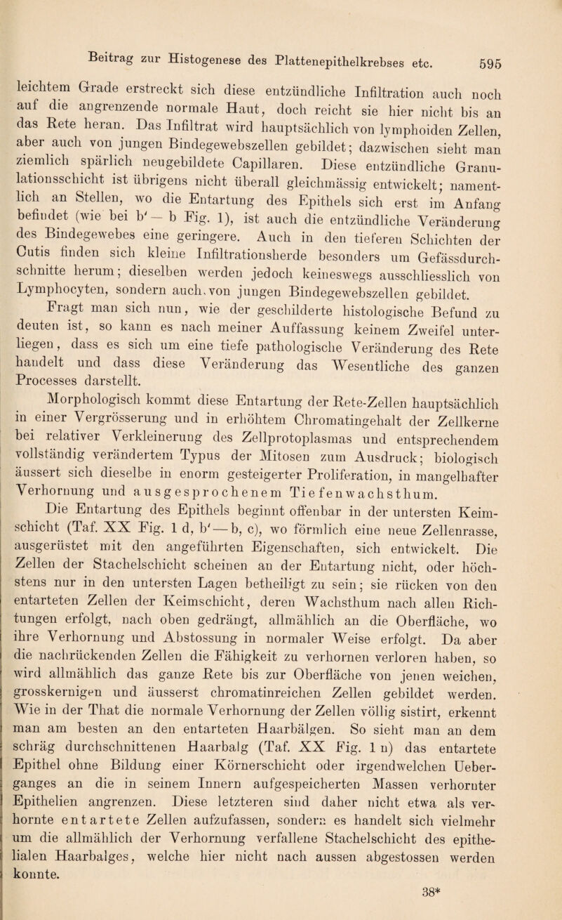 leichtem Grade erstreckt sich diese entzundliche Infiltration auch noch auf die angrenzende normale Haut, doch reicht sie hier nicht bis an das Rete heran. Das Infiltrat wird hauptsachlich von lymphoiden Zellen, aber auch von jungen Bindegewebszellen gebildet; dazwischen sieht man ziemlich sparlich neugebildete Capillaren. Diese entzundliche Granu¬ lation sscbicbt ist iibrigens nicht iiberall gleichmassig entwickelt; nament- lich an Stellen, wo die Entartung des Epithels sich erst im Anfang befindet (wie bei b' — b Fig. 1), ist auch die entzundliche Veranderung des Bindegewebes eine geringere. Auch in den tieferen Schicbten der Cutis finden sich kleine Infiltrationsherde besonders um Gefassdurch- schnitte herum; dieselben werden jedoch keineswegs ausschliesslich von Lymphocyten, sondern auch,von jungen Bindegewebszellen gebildet. Fragt man sich nun, wie der geschilderte histologische Befund zu deuten ist, so kann es nach meiner Auffassung keinem Zweifel unter- liegen, dass es sich um eine tiefe pathologische Veranderung des Rete handelt und dass diese Veranderung das AVesentliche des ganzen Processes darstellt. Morphologisch kommt diese Entartung der Rete-Zellen hauptsachlich in einer Vergrosserung und in erhohtem Chromatingehalt der Zellkerne bei relativer Verkleinerung des Zellprotoplasmas und entsprechendem vollstandig verandertem Typus der Mitosen zum Ausdruck; biologisch aussert sich dieselbe in enorm gesteigerter Proliferation, in mangelbafter Verhornung und ausgesprochenem Tie f en wachsthum. Die Entartung des Epithels beginnt offenbar in der untersten Keim- schicht (Taf. XX Eig. 1 d, b' —b, c), wo formlich eine neue Zellenrasse, ausgerustet mit den angefiihrten Eigenschaften, sich entwickelt. Die Zellen der Stachelschicht scheinen an der Entartung nicht, oder lioch- stens nur in den untersten Lagen betheiligt zu sein; sie riicken von den entarteten Zellen der Keimschicht, deren Wachsthum nach alien Rich- tungen erfolgt, nach oben gedrangt, allmahlich an die Oberflache, wo ihre Verhornung und Abstossung in normaler Weise erfolgt. Da aber die nacbriickenden Zellen die Eahigkeit zu verhornen verloren haben, so wird allmahlich das gauze Rete bis zur Oberflache von jenen weichen, grosskernigen und ausserst chromatinreichen Zellen gebildet werden. Wie in der That die normale Verhornung der Zellen vollig sistirt, erkennt man am besten an den entarteten Haarbalgen. So sieht man an dem schrag durchschnittenen Haarbalg (Taf. XX Fig. 1 n) das entartete Epithel ohne Bildung einer Kornerschicht oder irgendwelchen Ueber- ganges an die in seinem Innern aufgespeicherten Massen verhornter Epithelien angrenzen. Diese letzteren sind daher nicht etwa als ver- hornte entartete Zellen aufzufassen, sondern es handelt sich vielmehr um die allmahlich der Verhornung verfallene Stachelschicht des epithe¬ lial en Haarbalges, welche hier nicht nach aussen abgestossen werden konnte. 38*