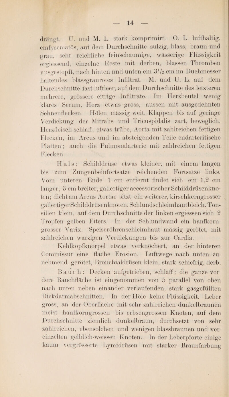 drängt. U. und M. L. stark komprirairt. 0. L. lufthaltig, emfysematös, auf dem Durchschnitte sulzig, blass, braun und grau, sehr reichliche feinschaumige, wässerige Flüssigkeit ermessend, einzelne Reste mit derben, blassen Thromben ausgestopft, nach hinten nnd unten ein 3 Va cm im Duchmesser haltendes blassgraurotes Infiltrat. M. und U. L. auf dem Durchschnitte fast luftleer, auf dem Durchschnitte des letzteren mehrere, grössere eitrige Infiltrate. Im Herzbeutel wenig klares Serum, Herz etwas gross, aussen mit ausgedehnten Sehnenflecken. Holen mässig weit, Klappen bis auf geringe Verdickung der Mitralis und Tricuspidalis zart, beweglich, Herzfleisch schlaff, etwas trübe, Aorta mit zahlreichen fettigen Flecken, im Arcus und im absteigenden Teile endarteritische Platten ; auch die Pulmonalarterie mit zahlreichen fettigen Flecken. Hals: Schilddrüse etwas kleiner, mit einem langen bis zum Zungenbeinfortsatze reichenden Fortsatze links. Vom unteren Ende 1 cm entfernt findet sich ein 1,2 cm langer, 3 cm breiter, gallertiger accessorischerSchilddrüsenkno- ten; dicht am Arcus Aortae sitzt ein weiterer, kirschkerngrosser gallertiger Schilddrüsenknoten. Schlundschleimhautbleich. Ton¬ sillen klein, auf dem Durchschnitte der linken ergiessen sich 2 Tropfen gelben Eiters. In der Schlundwand ein hanfkorn¬ grosser Varix. Speiseröhrenschleimhaut mässig gerötet, mit zahlreichen warzigen Verdickungen bis zur Cardia. Kehlkopfknorpel etwas verknöchert, an der hinteren Oommissur eine flache Erosion. Luftwege nach unten zu¬ nehmend gerötet, Bronchialdrüsen klein, stark schiefrig, derb. Bauch: Decken aufgetrieben, schlaff; die ganze vor dere Bauchfläche ist eingenommen von 5 parallel von oben nach unten neben einander verlaufenden, stark gasgefüllten Dickdarmabschnitten. In der Hole keine Flüssigkeit. Leber gross, an der Oberfläche mit sehr zahlreichen dunkelbraunen meist hanfkorngrossen bis erbsengrossen Knoten, auf dem Durchschnitte ziemlich dunkelbraun, durchsetzt von sehr zahlreichen, ebensolchen und wenigen blassbraunen und ver¬ einzelten gelblich-weissen Knoten. In der Leberpforte einige kaum vergrösserte Lymfdrüsen mit starker Braunfärbung