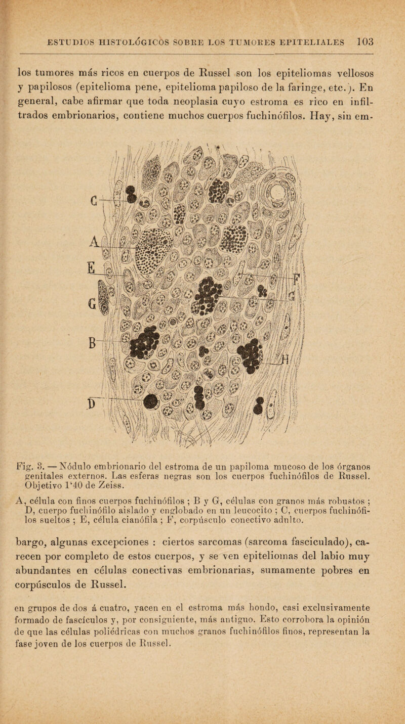 los tumores más ricos en cuerpos de Kussel son los epiteliomas vellosos y papilosos (epitelioma pene, epitelioma papiloso de la faringe, etc.). En general, cabe afirmar que toda neoplasia cuyo estroma es rico en infil¬ trados embrionarios, contiene muchos cuerpos fuchinófilos. Hay, sin em- Fig. 3. — Nodulo embrionario del estroma de un papiloma mucoso de los órganos genitales externos. Las esferas negras son los cuerpos fuchinófilos de Russel. Objetivo 1‘40 de Zeiss. A, célula con finos cuerpos fuchinófilos ; B y G, células con granos más robustos ; D, cuerpo fuchinófilo aislado y englobado en un leucocito ; C, cuerpos fuchinófi¬ los sueltos ; E, célula cianófila ; F, corpúsculo conectivo adulto, bargo, algunas excepciones : ciertos sarcomas (sarcoma fasciculado), ca¬ recen por completo de estos cuerpos, y se ven epiteliomas del labio muy abundantes en células conectivas embrionarias, sumamente pobres en corpúsculos de Russel. en grupos de dos á cuatro, yacen en el estroma más hondo, casi exclusivamente formado de fascículos y, por consiguiente, más antiguo. Esto corrobora la opinión de que las células poliédricas con muchos granos fuchinófilos finos, representan la fase joven de los cuerpos de Bussel.