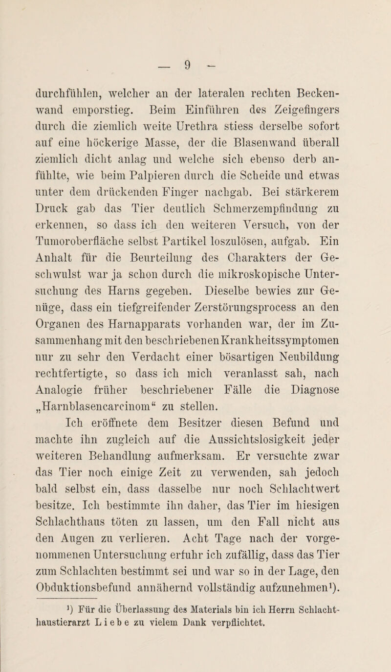 durchfühlen, welcher an der lateralen rechten Becken¬ wand emporstieg. Beim Einfuhren des Zeigefingers durch die ziemlich weite Urethra stiess derselbe sofort auf eine höckerige Masse, der die Blasenwand überall ziemlich dicht anlag und welche sich ebenso derb an- fiihlte, wie beim Palpieren durch die Scheide und etwas unter dem drückenden Finger nachgab. Bei stärkerem Druck gab das Tier deutlich Schmerzempfindung zu erkennen, so dass ich den weiteren Versuch, von der Tumoroberfläche selbst Partikel loszulösen, aufgab. Ein Anhalt für die Beurteilung des Charakters der Ge¬ schwulst war ja schon durch die mikroskopische Unter¬ suchung des Harns gegeben. Dieselbe bewies zur Ge¬ nüge, dass ein tiefgreifender Zerstörungsprocess an den Organen des Harnapparats vorhanden war, der im Zu¬ sammenhang mit den beschriebenen Krankheitssymptomen nur zu sehr den Verdacht einer bösartigen Neubildung rechtfertigte, so dass ich mich veranlasst sah, nach Analogie früher beschriebener Fälle die Diagnose „Harnblasencareinom“ zu stellen. Ich eröffnet.e dem Besitzer diesen Befund und machte ihn zugleich auf die Aussichtslosigkeit jeder weiteren Behandlung aufmerksam. Er versuchte zwar das Tier noch einige Zeit zu verwenden, sah jedoch bald selbst ein, dass dasselbe nur noch Schlachtwert besitze. Ich bestimmte ihn daher, das Tier im hiesigen Schlachthaus töten zu lassen, um den Fall nicht aus den Augen zu verlieren. Acht Tage nach der vorge¬ nommenen Untersuchung erfuhr ich zufällig, dass das Tier zum Schlachten bestimmt sei und war so in der Lage, den Obduktionsbefund annähernd vollständig aufzunehmen1). ]) Für die Überlassung des Materials bin ich Herrn Schlacht- haustierarzt Liebe zu vielem Dank verpflichtet.