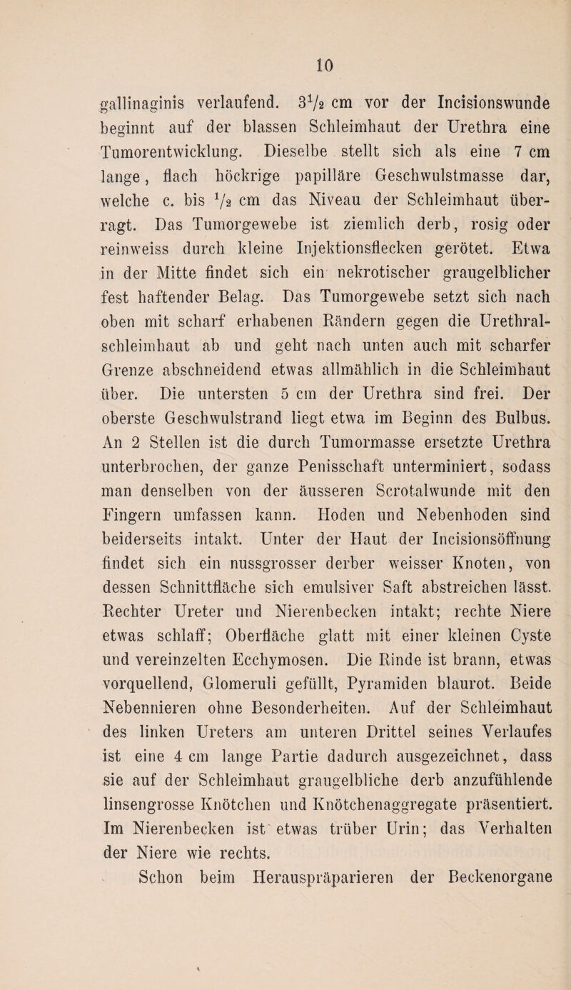 gallinaginis verlaufend. 3V2 cm vor der Incisionswunde beginnt auf der blassen Schleimhaut der Urethra eine Tumorentwicklung. Dieselbe stellt sich als eine 7 cm lange, flach höckrige papilläre Geschwulstmasse dar, welche c. bis 1/2 cm das Niveau der Schleimhaut über¬ ragt. Das Tumorgewebe ist ziemlich derb, rosig oder reinweiss durch kleine Injektionsflecken gerötet. Etwa in der Mitte findet sich ein nekrotischer graugelblicher fest haftender Belag. Das Tumorgewebe setzt sich nach oben mit scharf erhabenen Rändern gegen die Urethral¬ schleimhaut ab und geht nach unten auch mit scharfer Grenze abschneidend etwas allmählich in die Schleimhaut über. Die untersten 5 cm der Urethra sind frei. Der oberste Geschwulstrand liegt etwa im Beginn des Bulbus. An 2 Stellen ist die durch Tumormasse ersetzte Urethra unterbrochen, der ganze Penisschaft unterminiert, sodass man denselben von der äusseren Scrotalwunde mit den Fingern umfassen kann. Hoden und Nebenhoden sind beiderseits intakt. Unter der Haut der Incisionsöffnung findet sich ein nussgrosser derber weisser Knoten, von dessen Schnittfläche sich emulsiver Saft abstreichen lässt. Rechter Ureter und Nierenbecken intakt; rechte Niere etwas schlaff; Oberfläche glatt mit einer kleinen Cyste und vereinzelten Ecchymosen. Die Rinde ist brann, etwas vorquellend, Glomeruli gefüllt, Pyramiden blaurot. Beide Nebennieren ohne Besonderheiten. Auf der Schleimhaut des linken Ureters am unteren Drittel seines Verlaufes ist eine 4 cm lange Partie dadurch ausgezeichnet, dass sie auf der Schleimhaut graugelbliche derb anzufühlende linsengrosse Knötchen und Knötchenaggregate präsentiert. Im Nierenbecken ist etwas trüber Urin; das Verhalten der Niere wie rechts. Schon beim Herauspräparieren der Beckenorgane