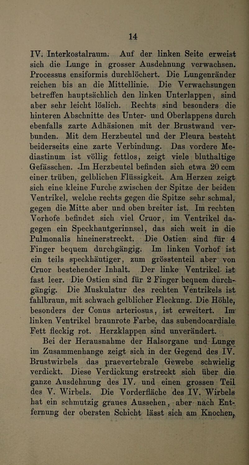 IV. Interkostalraum. Auf der linken Seite erweist sich die Lunge in grosser Ausdehnung verwachsen. Processus ensiformis durchlöchert. Die Lungenränder reichen bis an die Mittellinie. Die Verwachsungen betreffen hauptsächlich den linken Unterlappen, sind aber sehr leicht löslich. Rechts sind besonders die hinteren Abschnitte des Unter- und Oberlappens durch ebenfalls zarte Adhäsionen mit der Brustwand ver¬ bunden. Mit dem Herzbeutel und der Pleura besteht C ... •' i ' . « ' beiderseits eine zarte Verbindung. Das vordere Me¬ diastinum ist völlig fettlos, zeigt viele bluthaltige Gefässchen. Hm Herzbeutel befinden sich etwa 20 ccm einer trüben, gelblichen Flüssigkeit. Am Herzen zeigt sich eine kleine Furche zwischen der Spitze der beiden Ventrikel, welche rechts gegen die Spitze sehr schmal, gegen die Mitte aber und oben breiter ist. Im rechten Vorhofe befindet sich viel Cruor, im Ventrikel da¬ gegen ein Speckhautgerinnsel, das sich weit in die Pulmonalis hineinerstreckt. Die Ostien sind für 4 Finger bequem durchgängig. Im linken Vorhof ist ein teils speckhäutiger, zum grösstenteil aber von Cruor bestehender Inhalt. Der linke Ventrikel- ist fast leer. Die Ostien sind für 2 Finger bequem durch¬ gängig. Die Muskulatur des rechten Ventrikels ist fahlbraun, mit schwach gelblicher Fleckung. Die Höhle, besonders der Conus arteriosus, ist erweitert. Inr linken Ventrikel braunrote Farbe, das subendocardiale Fett fleckig rot. Herzklappen sind unverändert. Bei der Herausnahme der Halsorgane und Lunge im Zusammenhänge zeigt sich in der Gegend des IV. Brustwirbels das praevertebrale Gewebe schwielig verdickt. Diese Verdickung erstreckt sich über die ganze Ausdehnung des IV. und einen grossen Teil des V. Wirbels. Die Vorderfläche des IV. Wirbels hat ein schmutzig graues Aussehen, aber nach Ent¬ fernung der obersten Schicht lässt sich am Knochen. C i - - 1 ’ jl. r.-1 . ^