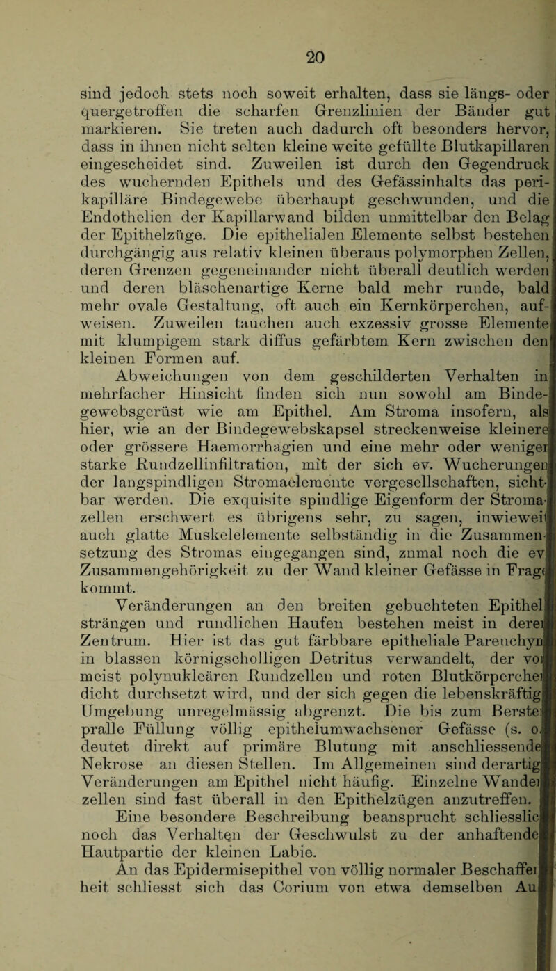 sind jedoch stets noch soweit erhalten, dass sie längs- oder quergetroffen die scharfen Grenzlinien der Bänder gut markieren. Sie treten auch dadurch oft besonders hervor, / I dass in ihnen nicht selten kleine weite gefüllte Blutkapillaren eingescheidet sind. Zuweilen ist durch den Gegendruck des wuchernden Epithels und des Gefässinhalts das peri¬ kapilläre Bindegewebe überhaupt geschwunden, und die Endothelien der Kapillarwand bilden unmittelbar den Belag der Epithelzüge. Die epithelialen Elemente selbst bestehen durchgängig aus relativ kleinen überaus polymorphen Zellen, deren Grenzen gegeneinander nicht überall deutlich werden und deren bläschenartige Kerne bald mehr runde, bald mehr ovale Gestaltung, oft auch ein Kernkörperchen, auf¬ weisen. Zuweilen tauchen auch exzessiv grosse Elemente mit klumpigem stark diffus gefärbtem Kern zwischen den kleinen Formen auf. Abweichungen von dem geschilderten Verhalten in! mehrfacher Hinsicht finden sich nun sowohl am Binde¬ ge'websgerüst wie am Epithel. Am Stroma insofern, als hier, wie an der Bindegewebskapsel streckenweise kleinere oder grössere Haemorrhagien und eine mehr oder weniger starke Kundzellinfiltration, mit der sich ev. Wucherungei] der langspindligen Stromaelemente vergesellschaften, sicht¬ bar werden. Die exquisite spindlige Eigenform der Stroma¬ zellen erschwert es übrigens sehr, zu sagen, inwieweit auch glatte Muskelelemente selbständig in die Zusammen-Ji Setzung des Stromas eingegangen sind, znmal noch die evil Zusammengehörigkeit zu der Wand kleiner Gefässe in Frag(|| kommt. Veränderungen an den breiten gebuchteten Epithel« strängen und rundlichen Haufen bestehen meist in dereiM Zentrum. Hier ist das gut färbbare epitheliale Parenchym in blassen körnigscholligen Detritus verwandelt, der voiB meist polynukleären Kundzellen und roten Blutkörperchen dicht durchsetzt wird, und der sich gegen die lebenskräftig« Umgebung unregelmässig abgrenzt. Die bis zum Berste» pralle Füllung völlig epithelumwachsener Gefässe (s. o.jl deutet direkt auf primäre Blutung mit anschliessendem Nekrose an diesen Stellen. Im Allgemeinen sind derartig! Veränderungen am Epithel nicht häufig. Einzelne Wandeiw zellen sind fast überall in den Epithelzügen anzutreffen, j Eine besondere Beschreibung beansprucht schliesslicl noch das Verhalten der Geschwulst zu der anhaftende! Hautpartie der kleinen Labie. An das Epidermisepithel von völlig normaler Beschaffei« heit schliesst sich das Oorium von etwa demselben Aull