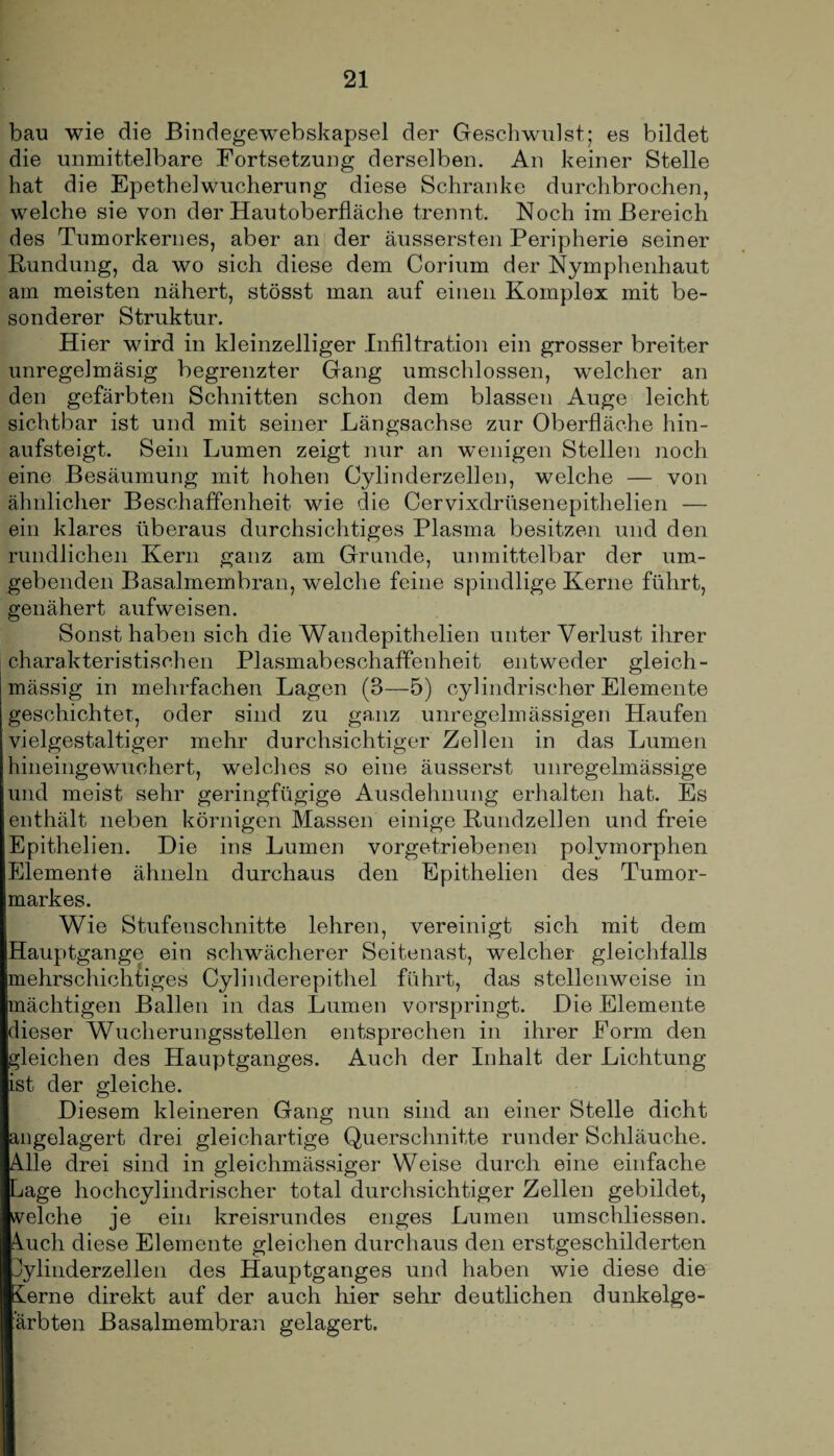 bau wie die Bindegewebskapsel der Geschwulst; es bildet die unmittelbare Fortsetzung derselben. An keiner Stelle hat die Epethelwucherung diese Schranke durchbrochen, welche sie von der Hautoberfläche trennt. Noch im Bereich des Tumorkernes, aber an der äussersten Peripherie seiner Rundung, da wo sich diese dem Corium der Nymphenhaut am meisten nähert, stösst man auf einen Komplex mit be¬ sonderer Struktur. Hier wird in kleinzelliger Infiltration ein grosser breiter unregelmäsig begrenzter Gang umschlossen, welcher an den gefärbten Schnitten schon dem blassen Auge leicht sichtbar ist und mit seiner Längsachse zur Oberfläche hin¬ aufsteigt. Sein Lumen zeigt nur an wenigen Stellen noch eine Besäumung mit hohen Oylinderzellen, welche — von ähnlicher Beschaffenheit wie die Cervixdrüsenepithelien — ein klares überaus durchsichtiges Plasma besitzen und den rundlichen Kern ganz am Grunde, unmittelbar der um¬ gebenden Basalmembran, welche feine spindlige Kerne führt, genähert aufweisen. Sonst haben sich die Wandepithelien unter Verlust ihrer charakteristischen Plasmabeschaffenheit entweder gleich- mässig in mehrfachen Lagen (3—5) cylindrischer Elemente geschichtet, oder sind zu ganz unregelmässigen Haufen vielgestaltiger mehr durchsichtiger Zellen in das Lumen hineingewuchert, welches so eine äusserst unregelmässige und meist sehr geringfügige Ausdehnung erhalten hat. Es enthält neben körnigen Massen einige Rundzellen und freie Epithelien. Die ins Lumen vorgetriebenen polymorphen Elemente ähneln durchaus den Epithelien des Tumor¬ markes. Wie Stufeuschnitte lehren, vereinigt sich mit dem Hauptgange ein schwächerer Seitenast, welcher gleichfalls mehrschichtiges Oylinderepithel führt, das stellenweise in mächtigen Ballen in das Lumen vorspringt. Die Elemente dieser Wucherungsstellen entsprechen in ihrer Form den gleichen des Hauptganges. Auch der Inhalt der Lichtung ist der gleiche. Diesem kleineren Gang nun sind an einer Stelle dicht angelagert drei gleichartige Querschnitte runder Schläuche. Alle drei sind in gleichmässiger Weise durch eine einfache Lage hochcylindrischer total durchsichtiger Zellen gebildet, welche je ein kreisrundes enges Lumen umschliessen. Auch diese Elemente gleichen durchaus den erstgeschilderten dylinderzellen des Hauptganges und haben wie diese die ierne direkt auf der auch hier sehr deutlichen dunkelge- ärbten Basalmembran gelagert.