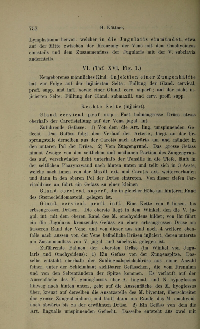 Lymplistamm hervor, welcher in die Jugularis einmiindet, etwa auf der Mitte zwischen der Kreuzung der Yene mit dem Omoliyoideus einesteils und dem Zusammenfluss der Jugularis mit der V. subclavia andernteils. YI. (Taf. XYI, Fig. 1.) Neugeborenes mannliches Kind. Injektion einer Zungenhalfte hat zur Folge auf der injicierten Seite: Fiillung der Gland, cervical, proff. supp. und inff*., sowie einer Gland, cerv. superf.; auf der nicht in¬ jicierten Seite: Fiillung der Gland, submaxill. und cerv. proff. supp. Reclite Seite (injiciert). Gland, cervical, prof, sup.: Fast bohnengrosse Driise etwas oberlialb der Carotisteilung auf der Vena jugul. int. Zufiihrende Gefasse: 1) Von dem die Art. ling, umspinnenden Ge- tteclit. Das Gefass folgt dem Verlauf der Arterie, biegt an der Ur- sprungstelle derselben aus der Carotis nach abwarts um und miindet in den unteren Pol der Driise. 2) Vom Zungengrund. Das grosse Gefass nimmt Zweige von den seitliclien und medianen Partien des Zungengrun- des auf, verscliwindet dicht unterhalb der Tonsille in die Tiefe, lauft in der seitliclien Pharynxwand nach liinten unten und teilt sich in 3 Aeste, welche nach innen von der Maxill. ext. und Carotis ext. weiterverlaufen und dann in den oberen Pol der Driise eintreten. Von dieser tiefen Cer- vicaldriise an fiilirt ein Gefass zu einer kleinen Gland, cervical, superf., die in gleicher Hohe am hinteren Rand des Sternocleidomastoid, gelegen ist. Gland, cervical, proff. inff. Eine Kette von 6 linsen- bis erbsengrossen Driisen. Die oberste liegt in dem Winkel, den die V. ju¬ gul. int. mit dem oberen Rand des M. omoliyoideus bildet; von ihr fiilirt ein die Jugularis kreuzendes Gefass zu einer erbsengrossen Driise am ausseren Rand der Vene, und von dieser aus sind noch 4 weitere eben- falls nach aussen von der Vene beffndliche Driisen injiciert, deren unterste am Zusammenfluss von V. jugul. und subclavia gelegen ist. Zufiihrende Bahnen der obersten Driise (im Winkel von Jugu¬ laris und Omoliyoideus): 1) Ein Gefass von der Zungenspitze. Das- selbe entsteht oberlialb der Sublingualspeicheldriise aus einer Anzahl feiner, unter der Schleimhaut sichtbarer Gefasschen, die vom Frenulum und von den Seitenrandern der Spitze konimen. Es verlauft auf der Aussenflache des M. genioglossus iiber A. lingual, und N. hypoglossus hinweg nach liinten unten, geht auf die Aussenflache des M. hyoglossus iiber, kreuzt auf derselben die Ansatzstelle des M. biventer, tiberschreitet das grosse Zungenbeinhorn und lauft dann am Rande des M. omohyoid, nach abwarts bis zu der erwahnten Driise. 2) Ein Gefass von dem die Art. lingualis umspinnenden Geflecht. Dasselbe entsteht aus zwei mit