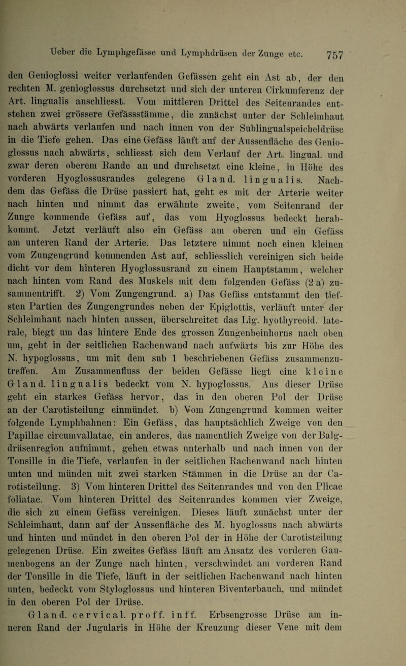 den Genioglossi weiter verlaufenden Gefassen gelit ein Ast ab, der den recliten M. genioglossns durchsetzt und sich der unteren Cirkuinferenz der Art. lingualis ansehliesst. Vum mittleren Drittel des Seitenrandes ent- stehen zwei grossere Gefassstamme, die zunachst unter der Schleimhaut nach ab warts verlaufen und nach innen von der Sublingual speich el driise in die Tiefe gehen. Das eine Gefass lauft auf der Aussenflache des Genio- glossus nach abwarts, schliesst sich dem Verlauf der Art. lingual, und zwar deren oberem Rande an und durchsetzt eine kleine, in Hbhe des vorderen Hyoglossusrandes gelegene Gland, lingualis. Nacli- dem das Gefass die Driise passiert hat, geht es mit der Arterie weiter nach liinten und nimmt das erwahnte zweite, vom Seitenrand der Zunge koinmende Gefass auf, das vom Hyoglossus bedeckt herab- kommt. Jetzt verlauft also ein Gefass am oberen und ein Gefass am unteren Rand der Arterie. Das letztere nimmt noch einen kleinen vom Zungengrund kommenden Ast auf, schliesslich vereinigen sich beide diclit vor dem hinteren Hyoglossusrand zu einem Hauptstamm, welcher nach hinten vom Rand des Muskels mit dem folgenden Gefass (2 a) zu- sammentrifft. 2) Vom Zungengrund. a) Das Gefass entstammt den tief- sten Partien des Zungengrundes neben der Epiglottis, verlauft unter der Schleimhaut nach hinten aussen, iiberschreitet das Lig. liyothyreoid. late- rale, biegt urn das hintere Ende des grossen Zungenbeinhorns nach oben um, geht in der seitlichen Rachenwand nach aufwarts bis zur Hbhe des N. hypoglossus, um mit dem sub 1 beschriebenen Gefass zusammenzu- trelfen. Am Zusammenfluss der beiden Gefasse liegt eine kleine Gland, lingualis bedeckt vom N. hypoglossus. Aus dieser Driise geht ein starkes Gefass hervor, das in den oberen Pol der Driise an der Carotisteilung einniiindet. b) Vom Zungengrund konimen weiter folgende Lymphbahnen: Ein Gefass, das hauptsachlich Zweige von den Papillae circumvallatae, ein anderes, das namentlich Zweige von derBalg- driisenregion aufnimmt, gehen etwas unterhalb und nach innen von der Tonsille in die Tiefe, verlaufen in der seitlichen Rachenwand nach hinten unten und miinden mit zwei starken Stammen in die Driise an der Ca¬ rotisteilung. 3) Vom hinteren Drittel des Seitenrandes und von den Plicae foliatae. Vom hinteren Drittel des Seitenrandes konimen vier Zweige, die sich zu einem Gefass vereinigen. Dieses lauft zunachst unter der Schleimhaut, dann auf der Aussenflache des M. hyoglossus nach abwarts und hinten und miindet in den oberen Pol der in Hbhe der Carotisteilung gelegenen Driise. Ein zweites Gefass lauft am Ansatz des vorderen Gau- menbogens an der Zunge nach hinten, verschwindet am vorderen Rand der Tonsille in die Tiefe, lauft in der seitlichen Rachenwand nach hinten unten, bedeckt vom Styloglossus und hinteren Biventerbauch, und miindet in den oberen Pol der Driise. Gland, cervical, p r 0 f f. i n f f. Erbsengrosse Driise am in- neren Rand der Jugularis in Hbhe der Kreuzung dieser Vene mit dem