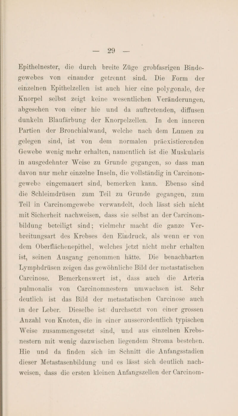 Epithelnester, die durch breite Züge grobfasrigen Binde¬ gewebes von einander getrennt sind. Die Form der einzelnen Epithelzellen ist auch hier eine polygonale, der Knorpel selbst zeigt keine wesentlichen Veränderungen, abgesehen von einer hie und da auftretenden, diffusen dunkeln Blaufärbung der Knorpelzellen. Tn den inneren Partien der Bronchial wand, welche nach dem Lumen zu gelegen sind, ist von dem normalen präexistierenden Gewebe wenig mehr erhalten, namentlich ist die Muskularis in ausgedehnter Weise zu Grunde gegangen, so dass man davon nur mehr einzelne Inseln, die vollständig in Carcinom- gewebe eingemauert sind, bemerken kann. Ebenso sind die Schleimdrüsen zum Teil zu Grunde gegangen, zum Teil in Carcinomgewebe verwandelt, doch lässt sich nicht mit Sicherheit nachweisen, dass sie selbst an der Ca rein om- bildung beteiligt sind; vielmehr macht die ganze Ver¬ breitungsart des Krebses den Eindruck, als wenn er von dem Oberflächenepithel, welches jetzt nicht mehr erhalten ist, seinen Ausgang genommen hätte. Die benachbarten Lymphdrüsen zeigen das gewöhnliche Bild der metastatischen Carcinose. Bemerkenswert ist, dass auch die Arteria pulmonalis von Carcinomnestern umwachsen ist. Sehr deutlich ist das Bild der metastatischen Carcinose auch in der Leber. Dieselbe ist durchsetzt von einer grossen Anzahl von Knoten, die in einer ausserordentlich typischen Weise zusammengesetzt sind, und aus einzelnen Krebs¬ nestern mit wenig dazwischen liegendem Stroma bestehen. Hie und da finden sich im Schnitt die Anfangsstadien dieser Metastasenbildung und es lässt sich deutlich nach¬ weisen, dass die ersten kleinen Anfangszeilen der Carcinom-