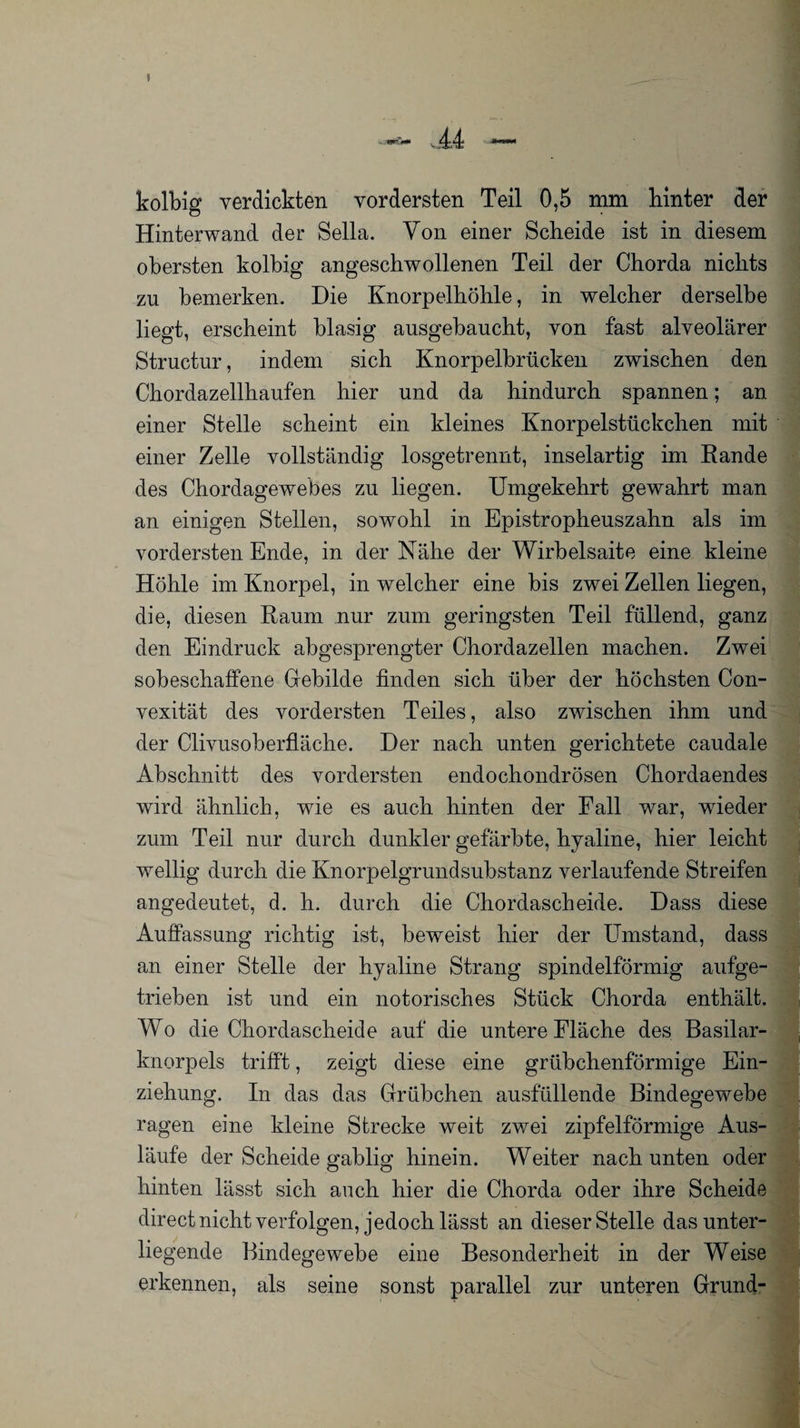 I kolbig verdickten vordersten Teil 0,5 mm hinter der Hinterwand der Sella. Von einer Scheide ist in diesem obersten kolbig angeschwollenen Teil der Chorda nichts zu bemerken. Die Knorpelhöhle, in welcher derselbe liegt, erscheint blasig ausgebaucht, von fast alveolärer Structur, indem sich Knorpelbrücken zwischen den Chordazellhaufen hier und da hindurch spannen; an einer Stelle scheint ein kleines Knorpelstückchen mit einer Zelle vollständig losgetrennt, inselartig im Rande des Chordagewebes zu liegen. Umgekehrt gewahrt man an einigen Stellen, sowohl in Epistropheuszahn als im vordersten Ende, in der Nähe der Wirbelsaite eine kleine Höhle im Knorpel, in welcher eine bis zwei Zellen liegen, die, diesen Raum nur zum geringsten Teil füllend, ganz den Eindruck abgesprengter Chordazellen machen. Zwei sobeschaffene Gebilde finden sich über der höchsten Con- vexität des vordersten Teiles, also zwischen ihm und der Clivusoberfläche. Der nach unten gerichtete caudale Abschnitt des vordersten endochondrösen Chordaendes wird ähnlich, wie es auch hinten der Fall war, wieder zum Teil nur durch dunkler gefärbte, hyaline, hier leicht wellig durch die Knorpelgrundsubstanz verlaufende Streifen angedeutet, d. h. durch die Chordascheide. Dass diese Auffassung richtig ist, beweist hier der Umstand, dass an einer Stelle der hyaline Strang spindelförmig aufge¬ trieben ist und ein notorisches Stück Chorda enthält. Wo die Chordascheide auf die untere Fläche des Basilar- knorpels trifft, zeigt diese eine grübchenförmige Ein¬ ziehung. In das das Grübchen ausfüllende Bindegewebe ragen eine kleine Strecke weit zwei zipfelförmige Aus¬ läufe der Scheide gablig hinein. Weiter nach unten oder hinten lässt sich auch hier die Chorda oder ihre Scheide direct nicht verfolgen, jedoch lässt an dieser Stelle das unter¬ liegende Bindegewebe eine Besonderheit in der Weise erkennen, als seine sonst parallel zur unteren Grund-