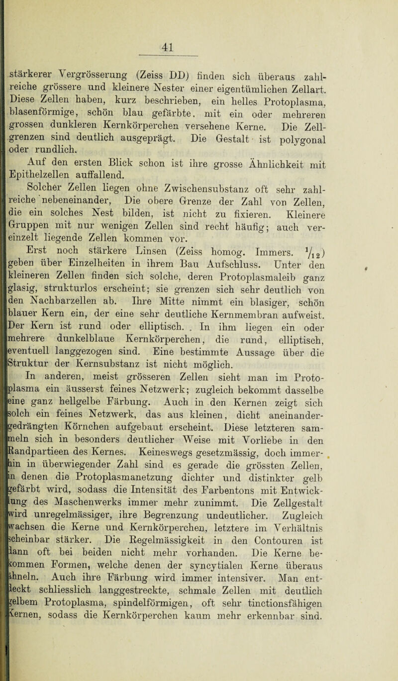 stärkerer \ ergrösserung (Zeiss DD) finden sich überaus zahl- I reiche grössere und kleinere Nester einer eigentümlichen Zellart. I Diese Zellen haben, kurz beschrieben, ein helles Protoplasma, I blasenförmige, schön blau gefärbte, mit ein oder mehreren grossen dunkleren Kernkörperchen versehene Kerne. Die Zell- Ijgienzen sind deutlich ausgeprägt. Die Gestalt ist polygonal I oder rundlich. Auf den ersten Blick schon ist ihre grosse Ähnlichkeit mit Epithelzellen auffallend. Solcher Zellen liegen ohne Zwischensubstanz oft sehr zahl- j reiche nebeneinander, Die obere Grenze der Zahl von Zellen, || die ein solches Nest bilden, ist nicht zu fixieren. Kleinere IGruppen mit nur wenigen Zellen sind recht häufig; auch ver- 1 einzelt liegende Zellen kommen vor. Erst noch stärkere Linsen (Zeiss homog. Immers. V12) Igeben über Einzelheiten in ihrem Bau Aufschluss. Unter den I kleineren Zellen finden sich solche, deren Protoplasmaleib ganz jjglasig, strukturlos erscheint; sie grenzen sich sehr deutlich von IIden Nachbarzellen ab. Ihre Mitte nimmt ein blasiger, schön ■blauer Kern ein, der eine sehr deutliche Kernmembran aufweist. (Der Kern ist rund oder elliptisch. . In ihm liegen ein oder ||mehrere dunkelblaue Kernkörperchen, die rund, elliptisch, »eventuell langgezogen sind. Eine bestimmte Aussage über die »Struktur der Kernsubstanz ist nicht möglich. In anderen, meist grösseren Zellen sieht man im Proto- jliplasma ein äusserst feines Netzwerk; zugleich bekommt dasselbe | jeine ganz hellgelbe Färbung. Auch in den Kernen zeigt sich |jsolch ein feines Netzwerk, das aus kleinen, dicht aneinander- ä gedrängten Körnchen aufgebaut erscheint. Diese letzteren sam- | mein sich in besonders deutlicher Weise mit Vorliebe in den I Randpartieen des Kernes. Keineswegs gesetzmässig, doch immer- ijhin in überwiegender Zahl sind es gerade die grössten Zellen, ||in denen die Protoplasmanetzung dichter und distinkter gelb [ gefärbt wird, sodass die Intensität des Farbentons mit Entwick¬ lung des Maschenwerks immer mehr zunimmt. Die Zellgestalt jwird unregelmässiger, ihre Begrenzung undeutlicher. Zugleich |wachsen die Kerne und Kernkörperchen, letztere im Verhältnis ! scheinbar stärker. Die Regelmässigkeit in den Contouren ist lliann oft bei beiden nicht mehr vorhanden. Die Kerne be¬ ll knmmen Formen, welche denen der syncytialen Kerne überaus Ithnein. Auch ihre Färbung wird immer intensiver. Man ent¬ deckt schliesslich langgestreckte, schmale Zellen mit deutlich Leibern Protoplasma, spindelförmigen, oft sehr tinctionsfähigen |l£ernen, sodass die Kernkörperchen kaum mehr erkennbar sind. !