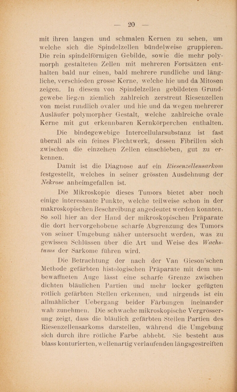 mit ihren langen und schmalen Kernen zu sehen, um welche sich die Spindelzellen bündelweise gruppieren. Die rein spindelförmigen Gebilde, sowie die mehr poly¬ morph gestalteten Zellen mit mehreren Fortsätzen ent¬ halten bald nur einen, bald mehrere rundliche und läng¬ liche, verschieden grosse Kerne, welche hie und da Mitosen zeigen. In diesem von Spindelzellen gebildeten Grund¬ gewebe liegen ziemlich zahlreich zerstreut Riesenzellen von meist rundlich ovaler und hie und da wegen mehrerer Ausläufer polymorpher Gestalt, welche zahlreiche ovale Kerne mit gut erkennbaren Kernkörperchen enthalten. Die bindegewebige Intercellularsubstanz ist fast überall als ein feines Flechtwerk, dessen Fibrillen sich zwischen die einzelnen Zellen einschieben, gut zu er¬ kennen. Damit ist die Diagnose auf ein Riesenzellensarkom festgestellt, welches in seiner grössten Ausdehnung der Nekrose an heim gefallen ist. Die Mikroskopie dieses Tumors bietet aber noch einige interessante Punkte, welche teilweise schon in der makroskopischen Beschreibung angedeutet werden konnten. Bo soll hier an der Hand der mikroskopischen Präparate die dort hervorgehobene scharfe Abgrenzung des Tumors von seiner Umgebung näher untersucht werden, was zu gewissen Schlüssen über die Art und Weise des Wachs¬ tums der Sarkome führen wird. Die Betrachtung der nach der Van Gieson’schen Methode gefärbten histologischen Präparate mit dem un- bewaffneten Auge lässt eine scharfe Grenze zwischen dichten bläulichen Partien und mehr locker gefügten rötlich gefärbten Stellen erkennen, und nirgends ist ein allmählicher Uebergang beider Färbungen ineinander wah zunehmen. Die schwache mikroskopische Vergrösser- ung zeigt, dass die bläulich gefärbten Stellen Partien des Riesenzellensarkoms darstellen, während die Umgebung sich durch ihre rötliche Farbe abhebt. Sie besteht aus blass konturierten, wellenartig verlaufenden längsgestreiften