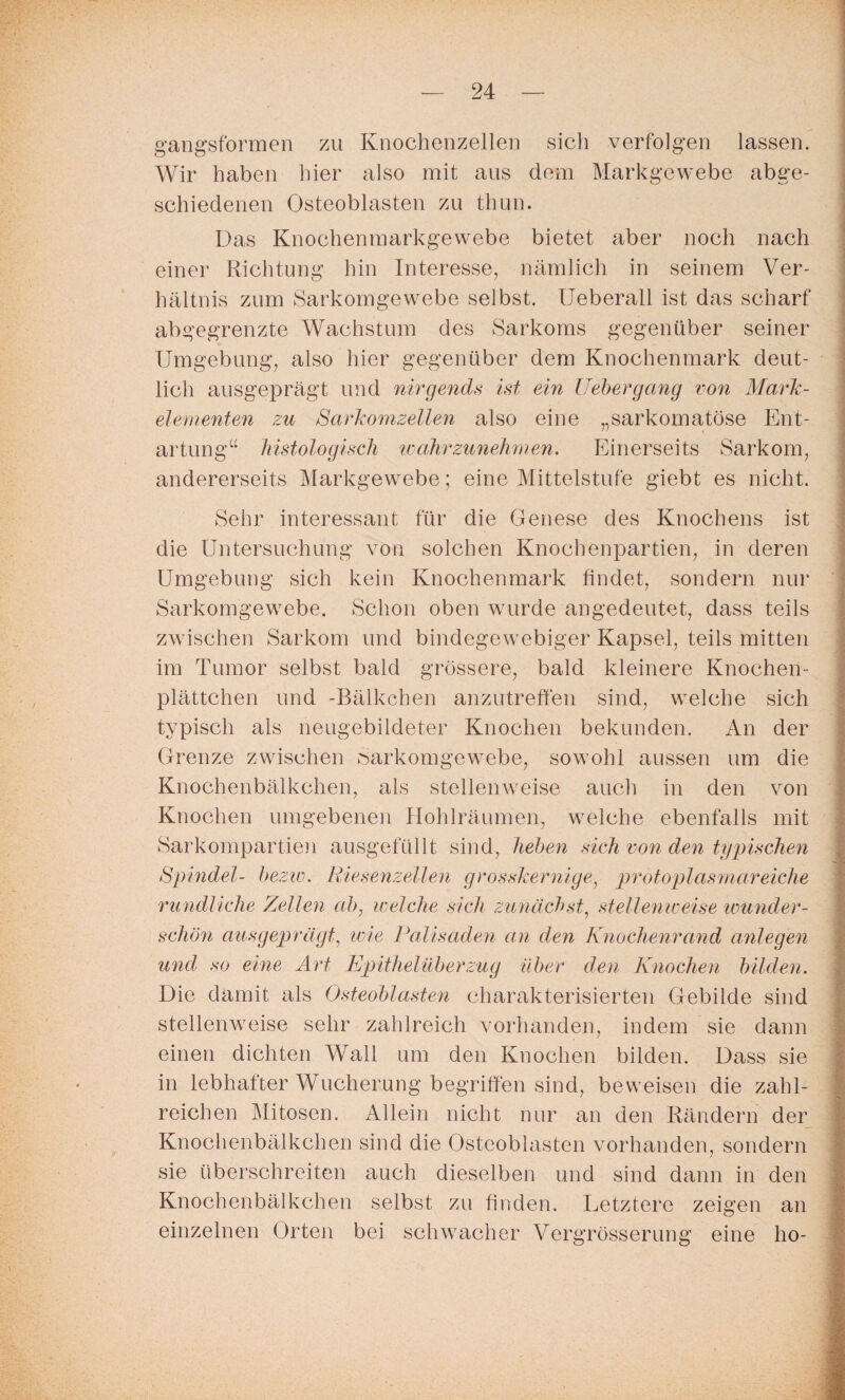 gangsformen zu Knochenzellen sich verfolgen lassen. Wir haben hier also mit aus dem Markgewebe abge¬ schiedenen Osteoblasten zu thun. Das Knochenmarkgewebe bietet aber noch nach einer Richtung hin Interesse, nämlich in seinem Ver¬ hältnis zum Sarkomgewebe selbst. Ueberall ist das scharf abgegrenzte Wachstum des Sarkoms gegenüber seiner Umgebung, also hier gegenüber dem Knochenmark deut¬ lich ausgeprägt und nirgends ist ein Uebergang von Mark- elementen zu Sarkomzellen also eine „sarkomatöse Ent¬ artung“ histologisch wahrzunehmen. Einerseits Sarkom, andererseits Markgewebe; eine Mittelstufe giebt es nicht. Sehr interessant für die Genese des Knochens ist die Untersuchung von solchen Knochenpartien, in deren Umgebung sich kein Knochenmark findet, sondern nur Sarkomgewebe. Schon oben wurde angedeutet, dass teils zwischen Sarkom und bindegewebiger Kapsel, teils mitten im Tumor selbst bald grössere, bald kleinere Knochen¬ plättchen und -Bälkchen anzutreffen sind, welche sich typisch als neugebildeter Knochen bekunden. An der Grenze zwischen Sarkomgewebe, sowohl aussen um die Knochenbälkchen, als stellenweise auch in den von Knochen umgebenen Hohlräumen, welche ebenfalls mit Sarkompartien ausgefüllt sind, heben sich von den typischen Spindel- bezw. Riesenzellen grosskernige, protoplasmareiche rundliche Zellen ab, welche sich zunächst, stellenweise wunder¬ schön ausgeprägt, wie Palisaden an den Knochenrand anlegen und so eine Art Epithelüberzug über den Knochen bilden. Die damit als Osteoblasten charakterisierten Gebilde sind stellenweise sehr zahlreich vorhanden, indem sie dann einen dichten Wall um den Knochen bilden. Dass sie in lebhafter Wucherung begriffen sind, beweisen die zahl¬ reichen Mitosen. Allein nicht nur an den Rändern der Knochenbälkchen sind die Osteoblasten vorhanden, sondern sie überschreiten auch dieselben und sind dann in den Knochenbälkchen selbst zu finden. Letztere zeigen an einzelnen Orten bei schwacher Vergrösserung eine ho-