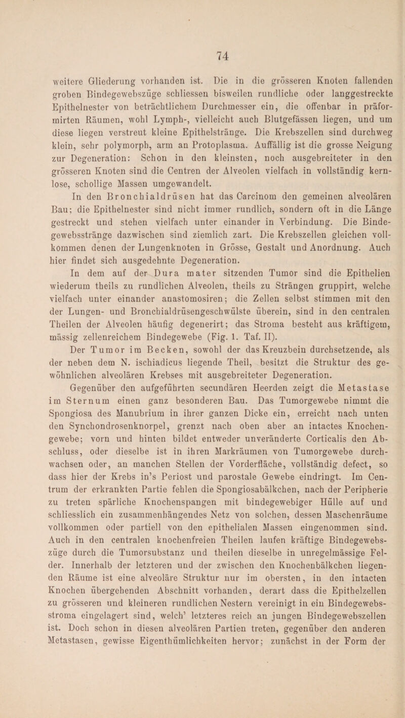 weitere Gliederung vorhanden ist. Die in die grösseren Knoten fallenden groben Bindegewebszüge schliessen bisweilen rundliche oder langgestreckte Epithelnester von beträchtlichem Durchmesser ein, die offenbar in präfor- mirten Räumen, wohl Lymph-, vielleicht auch Blutgefässen liegen, und um diese liegen verstreut kleine Epithelstränge. Die Krebszellen sind durchweg klein, sehr polymorph, arm an Protoplasma. Auffällig ist die grosse Neigung zur Degeneration: Schon in den kleinsten, noch ausgebreiteter in den grösseren Knoten sind die Centren der Alveolen vielfach in vollständig kern¬ lose, schollige Massen umgewandelt. In den Bronchialdrüsen hat das Carcinom den gemeinen alveolären Bau; die Epithelnester sind nicht immer rundlich, sondern oft in die Länge gestreckt und stehen vielfach unter einander in Verbindung. Die Binde- gewebsstränge dazwischen sind ziemlich zart. Die Krebszellen gleichen voll¬ kommen denen der Lungenknoten in Grösse, Gestalt und Anordnung. Auch hier findet sich ausgedehnte Degeneration. In dem auf der Dura mater sitzenden Tumor sind die Epithelien wiederum theils zu rundlichen Alveolen, theils zu Strängen gruppirt, welche vielfach unter einander anastomosiren; die Zellen selbst stimmen mit den der Lungen- und Bronchialdrüsengeschwülste überein, sind in den centralen Theilen der Alveolen häufig degenerirt; das Stroma besteht aus kräftigem, rnässig zellenreichem Bindegewebe (Fig. 1. Taf. II). Der Tumor im Becken, sowohl der das Kreuzbein durchsetzende, als der neben dem N. ischiadicus liegende Theil, besitzt die Struktur des ge¬ wöhnlichen alveolären Krebses mit ausgebreiteter Degeneration. Gegenüber den aufgeführten secundären Heerden zeigt die Metastase im Sternum einen ganz besonderen Bau. Das Tumorgewebe nimmt die Spongiosa des Manubrium in ihrer ganzen Dicke ein, erreicht nach unten den Synchondrosenknorpel, grenzt nach oben aber an intactes Knochen¬ gewebe; vorn und hinten bildet entweder unveränderte Corticalis den Ab¬ schluss, oder dieselbe ist in ihren Markräumen von Tumorgewebe durch¬ wachsen oder, an manchen Stellen der Vorderfläche, vollständig defect, so dass hier der Krebs in’s Periost und parostale Gewebe eindringt. Im Cen¬ trum der erkrankten Partie fehlen die Spongiosabälkchen, nach der Peripherie zu treten spärliche Knochenspangen mit bindegewebiger Hülle auf und schliesslich ein zusammenhängendes Netz von solchen, dessen Maschenräume vollkommen oder partiell von den epithelialen Massen eingenommen sind. Auch in den centralen knochenfreien Theilen laufen kräftige Bindegewebs¬ züge durch die Tumorsubstanz und theilen dieselbe in unregelmässige Fel¬ der. Innerhalb der letzteren und der zwischen den Knochenbälkchen liegen¬ den Räume ist eine alveoläre Struktur nur im obersten, iu den intacten Knochen übergehenden Abschnitt vorhanden, derart dass die Epithelzellen zu grösseren und kleineren rundlichen Nestern vereinigt in ein Bindegewebs- stroma eingelagert sind, welch’ letzteres reich an jungen Bindegewebszellen ist. Doch schon in diesen alveolären Partien treten, gegenüber den anderen Metastasen, gewisse Eigenthiimlichkeiten hervor; zunächst in der Form der