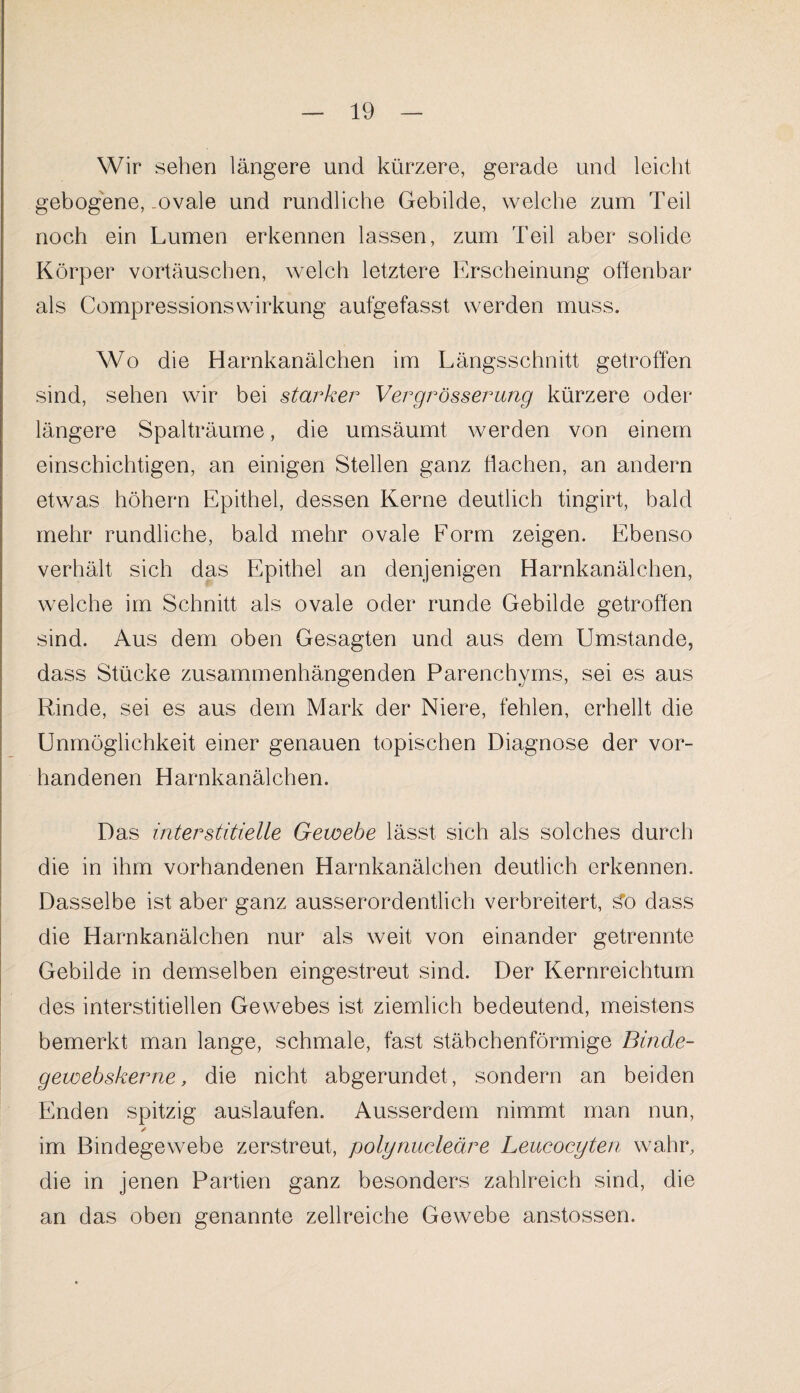 Wir sehen längere und kürzere, gerade und leicht gebogene,-ovale und rundliche Gebilde, welche zum Teil noch ein Lumen erkennen lassen, zum Teil aber solide Körper vortäuschen, welch letztere Erscheinung offenbar als CompressionsWirkung aufgefasst werden muss. Wo die Harnkanälchen im Längsschnitt getroffen sind, sehen wir bei starker Vergrösserung kürzere oder längere Spalträume, die umsäumt werden von einem einschichtigen, an einigen Stellen ganz flachen, an andern etwas höhern Epithel, dessen Kerne deutlich tingirt, bald mehr rundliche, bald mehr ovale Form zeigen. Ebenso verhält sich das Epithel an denjenigen Harnkanälchen, welche im Schnitt als ovale oder runde Gebilde getroffen sind. Aus dem oben Gesagten und aus dem Umstande, dass Stücke zusammenhängenden Parenchyms, sei es aus Rinde, sei es aus dem Mark der Niere, fehlen, erhellt die Unmöglichkeit einer genauen topischen Diagnose der vor¬ handenen Harnkanälchen. Das interstitielle Gewebe lässt sich als solches durch die in ihm vorhandenen Harnkanälchen deutlich erkennen. Dasselbe ist aber ganz ausserordentlich verbreitert, 3b dass die Harnkanälchen nur als weit von einander getrennte Gebilde in demselben eingestreut sind. Der Kernreichtum des interstitiellen Gewebes ist ziemlich bedeutend, meistens bemerkt man lange, schmale, fast stäbchenförmige Binde- gewebskerne, die nicht abgerundet, sondern an beiden Enden spitzig auslaufen. Ausserdem nimmt man nun, im Bindegewebe zerstreut, polynucleäre Leueocyten wahr, die in jenen Partien ganz besonders zahlreich sind, die an das oben genannte zellreiche Gewebe anstossen.