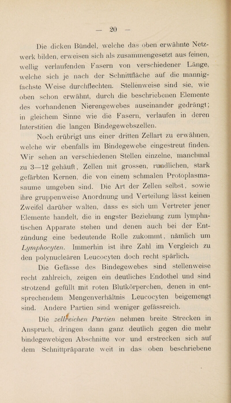 Die dicken Bündel, welche das oben erwähnte Netz¬ werk bilden, erweisen sich als zusammengesetzt aus feinen, wellig verlaufenden Fasern von verschiedener Länge, welche sich je nach der Schnittfläche auf die mannig¬ fachste Weise durchflechten. Stellenweise sind sie, wie oben schon erwähnt, durch die beschriebenen Elemente des vorhandenen Nierengewebes auseinander gedrängt; in gleichem Sinne wie die Fasern, verlaufen in deren Interstitien die langen Bindegewebszellen. Noch erübrigt uns einer dritten Zellart zu erwähnen, welche wir ebenfalls im Bindegewebe eingestreut finden. Wir sehen an verschiedenen Stellen einzelne, manchmal zu 3—12 gehäuft, Zellen mit grossen, rundlichen, stark gefärbten Kernen, die von einem schmalen Protoplasma¬ saume umgeben sind. Die Art der Zellen selbst, sowie ihre gruppenweise Anordnung und Verteilung lässt keinen Zweifel darüber walten, dass es sich um Vertreter jener Elemente handelt, die in engster Beziehung zum lympha¬ tischen Apparate stehen und denen auch bei der Ent¬ zündung eine bedeutende Rolle zukommt, nämlich um Lymphocyten. Immerhin ist ihre Zahl im Vergleich zu den polynucleären Leucocyten doch recht spärlich. Die Gefässe des Bindegewebes sind stellenweise recht zahlreich, zeigen ein deutliches Endothel und sind strotzend gefüllt mit roten Blutkörperchen, denen in ent¬ sprechendem Mengenverhältnis Leucocyten beigemengt sind. Andere Partien sind weniger gefässreich. Die zellreichen Partien nehmen breite Strecken in Anspruch, dringen dann ganz deutlich gegen die mehr bindegewebigen Abschnitte vor und erstrecken sich aut dem Schnittpräparate weit in das oben beschriebene