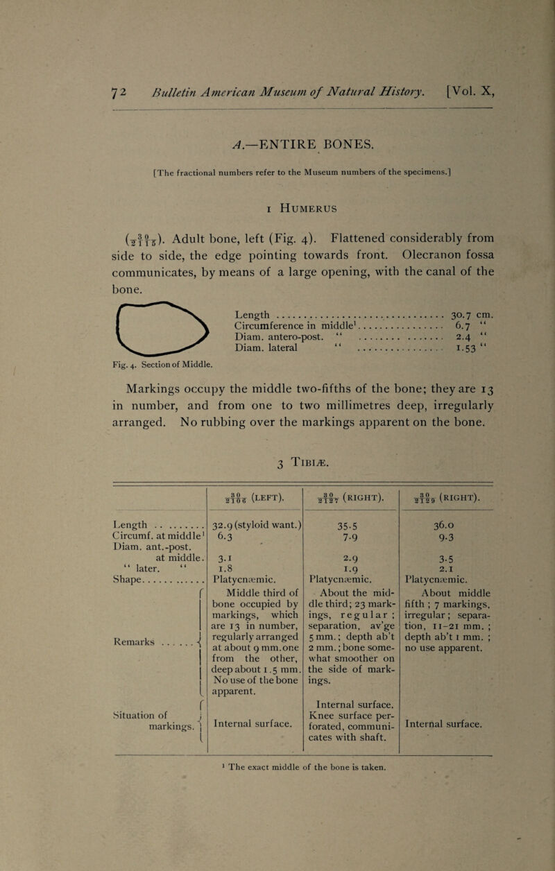 A.—ENTIRE BONES. [The fractional numbers refer to the Museum numbers of the specimens.] i Humerus (2TTT)• Adult bone, left (Fig. 4). Flattened considerably from side to side, the edge pointing towards front. Olecranon fossa communicates, by means of a large opening, with the canal of the bone. Fig. 4. Section of Middle. Length . Circumference in middle1 Diam. antero-post. “ Diam. lateral 30.7 cm. 6.7 “ 2.4 i-53 < i L < Markings occupy the middle two-fifths of the bone; they are 13 in number, and from one to two millimetres deep, irregularly arranged. No rubbing over the markings apparent on the bone. 3 Tibite. afire (left). Ah (right). Ah (Right). I ,ength . 32.9 (styloid want.) 35-5 36.0 Circumf. at middle i 6-3 7-9 9-3 Diam. ant.-post. at middle • 3-i 2.9 3-5 “ later. 1.8 1.9 2.1 Shape. Platycnaemic. Platycnaemic. Platycnaemic. f Middle third of About the mid- About middle bone occupied by die third; 23 mark- fifth ; 7 markings. markings, which ings, regular ; irregular; separa- are 13 in number, separation, av’ge tion, 11-21 mm. ; R pmarlrs -1 regularly arranged 5 mm.; depth ab’t depth ab’t 1 mm. ; at about 9 mm. one 2 mm.; bone some- no use apparent. from the other, what smoother on deep about 1.5 mm. the side of mark- N0 use of the bone ings. apparent. r Internal surface. Situation of j Knee surface per- markings, j Internal surface. forated, communi- Internal surface. i cates with shaft. 1 The exact middle of the bone is taken.