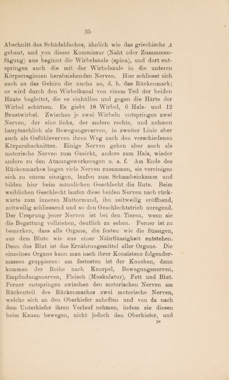 Abschnitt des Schädeldaches, ähnlich wie das griechische A gebaut, und von dieser Kommissur (Naht oder Zusammen¬ fügung) aus beginnt die Wirbelsäule (spina), und dort ent¬ springen auch die mit der Wirbelsäule in die unteren Körperregionen herabziehenden Nerven. Hier schliesst sich auch an das Gehirn die nucha an, d. b. das Rückenmark; es wird durch den Wirbelkanal von einem Teil der beiden Häute begleitet, die es einhüllen und gegen die Härte der Wirbel schützen. Es giebt 18 Wirbel, 6 Hals- und 12 Brustwirbel. Zwischen je zwei Wirbeln entspringen zwei Nerven, der eine links, der andere rechts, und nehmen hauptsächlich als Bewegungsverven, in zweiter Linie aber auch als Gefühlsverven ihren Weg nach den verschiedenen Körperabschnitten. Einige Nerven gehen aber auch als motorische Nerven zum Gesicht, andere zum Hals, wieder andere zu den Atmungswerkzeugen u. s. f. Am Ende des Rückenmarkes liegen viele Nerven zusammen, sie vereinigen sich zu einem einzigen, laufen zum Schambeinkamm und bilden hier beim männlichen Geschlecht die Rute. Beim weiblichen Geschlecht laufen diese beiden Nerven nach rück¬ wärts zum inneren Muttermund, ihn zeitweilig eröffnend, zeitweilig schliessend und so den Geschlechtstrieb anregend, Her Ursprung jener Nerven ist bei den Tieren, wenn sie die Begattung vollziehen, deutlich zu sehen. Ferner ist zu bemerken, dass alle Organe, die festen wie die flüssigen, aus dem Blute wie aus einer Nährflüssigkeit entstehen. Denn das Blut ist das Ernährungsmittel aller Organe. Die einzelnen Organe kann man nach ihrer Konsistenz folgender- massen gruppieren: am festesten ist der Knochen, dann kommen der Reihe nach Knorpel, Bewegungsnerven, Empfindungsnerven, Fleisch (Muskulatur), Fett und Blut. Ferner entspringen zwischen den motorischen Nerven am Rückenteil des Rückenmarkes zwei motorische Nerven, welche sich an den Oberkiefer anheften und von da nach dem Unterkiefer ihren Verlauf nehmen, indem sie diesen beim Kauen bewegen, nicht jedoch den Oberkiefer, und 3*