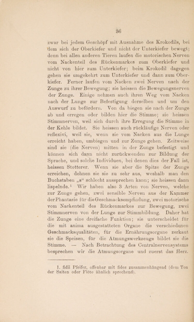 zwar bei jedem Geschöpf mit Ausnahme des Krokodils, bei dem sich der Oberkiefer und nicht der Unterkiefer bewegt; denn bei allen anderen Tieren laufen die motorischen Nerven vom Nackenteil des Kückenmarkes zum Oberkiefer und nicht von hier zum Unterkiefer; beim Krokodil dagegen gehen sie umgekehrt zum Unterkiefer und dann zum Ober¬ kiefer. Ferner laufen vom Nacken zwei Nerven nach der Zunge zu ihrer Bewegung; sie heissen die Bewegungsnerven der Zunge. Einige nehmen auch ihren Weg vom Nacken nach der Lunge zur Befestigung derselben und um den Auswurf zu befördern. Von da biegen sie nach der Zunge ab und erregen oder bilden hier die Stimme; sie heissen Stimmnerven, weil sich durch ihre Erregung die Stimme in der Kehle bildet. Sie heissen auch rückläufige Nerven oder reflexivi, weil sie, wenn sie vom Nacken aus die Lunge erreicht haben, umbiegen und zur Zunge gehen. Zeitweise sind sie (die Nerven) mitten in der Zunge befestigt und können sich dann nicht zurückwenden zur Bildung der Sprache, und solche Individuen, bei denen dies der Fall ist, heissen Stotterer. Wenn sie aber die Spitze der Zunge erreichen, dehnen sie sie zu sehr aus, weshalb man den Buchstaben „s“ schlecht aussprechen kann; sie heissen dann lispelnde.1 Wir haben also 3 Arten von Nerven, welche zur Zunge gehen, zwei sensible Nerven aus der Kammer derPhantasie für die Geschmacksempfindung, zwei motorische vom Nackenteil des Kückenmarkes zur Bewegung, zwei Stimmnerven von der Lunge zur Stimmbildung. Daher hat die Zunge eine dreifache Funktion; sie unterscheidet für die mit anima ausgestatteten Organe die verschiedenen Geschmacksqualitäten, für die Ernährungsorgane zerkaut sie die Speisen, für die Atmungswerkzeuge bildet sie die Stimme. — Nach Betrachtung des Centralnervensystems besprechen wir die Atmungsorgane und zuerst das Herz. 1. fidii Pfeifer, offenbar mit fides zusammenhängend (dem Ton der Saiten oder Flöte ähnlich sprechend).