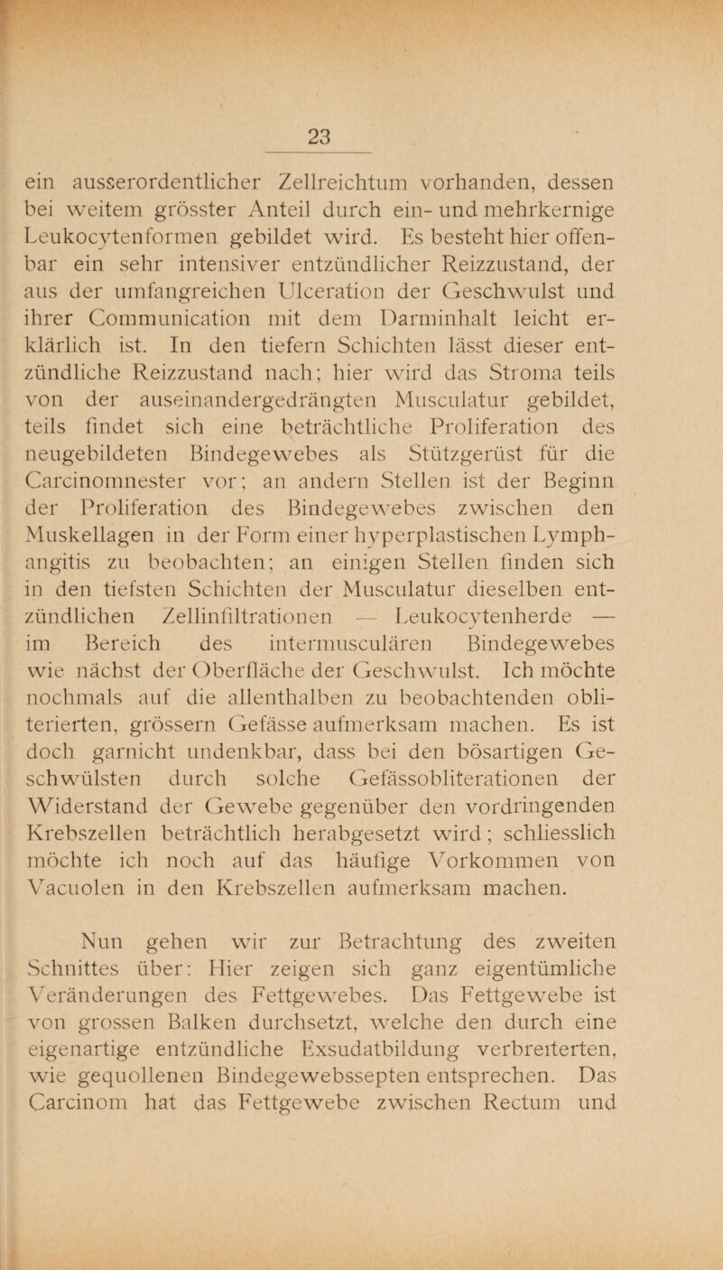 ein ausserordentlicher Zellreichtiim vorhanden, dessen bei weitem grösster Anteil durch ein- und mehrkernige Leukocytenformen gebildet wird. Es besteht hier offen¬ bar ein sehr intensiver entzündlicher Reizzustand, der aus der umfangreichen Ulceration der Geschwulst und ihrer Communication mit dem Darminhalt leicht er¬ klärlich ist. In den tiefem Schichten lässt dieser ent¬ zündliche Reizzustand nach; hier wird das Stroma teils von der auseinandergedrängten Musculatur gebildet, teils findet sich eine beträchtliche Proliferation des \ neugebildeten Bindegewebes als Stützgerüst für die Carcinomnester vor; an andern Stellen ist der Beginn der Proliferation des Bindegewebes zwischen den Muskellagen in der Form einer hyperplastischen Lymph- angitis zu beobachten; an einigen Stellen finden sich in den tiefsten Schichten der Musculatur dieselben ent¬ zündlichen Zellinfiltrationen — Leukocytenherde — im Bereich des intermusculären Bindegewebes wie nächst der Oberfläche der Geschwulst. Ich möchte nochmals auf die allenthalben zu beobachtenden obli- terierten, grössern Gefässe aufmerksam machen. Es ist doch garnicht undenkbar, dass bei den bösartigen Ge¬ schwülsten durch solche Gefässobliterationen der Widerstand der Gewebe gegenüber den vordringenden Krebszellen beträchtlich herabgesetzt wird; schliesslich möchte ich noch auf das häufige Vorkommen von Vacuolen in den Krebszellen aufmerksam machen. Nun gehen wir zur Betrachtung des zweiten Schnittes über: Eher zeigen sich ganz eigentümliche Veränderungen des Fettgewebes. Das Fettgewebe ist von grossen Balken durchsetzt, welche den durch eine eigenartige entzündliche Exsudatbildung verbreiterten, wie gequollenen Bindegewebssepten entsprechen. Das Carcinom hat das Fettgewebe zwischen Rectum und