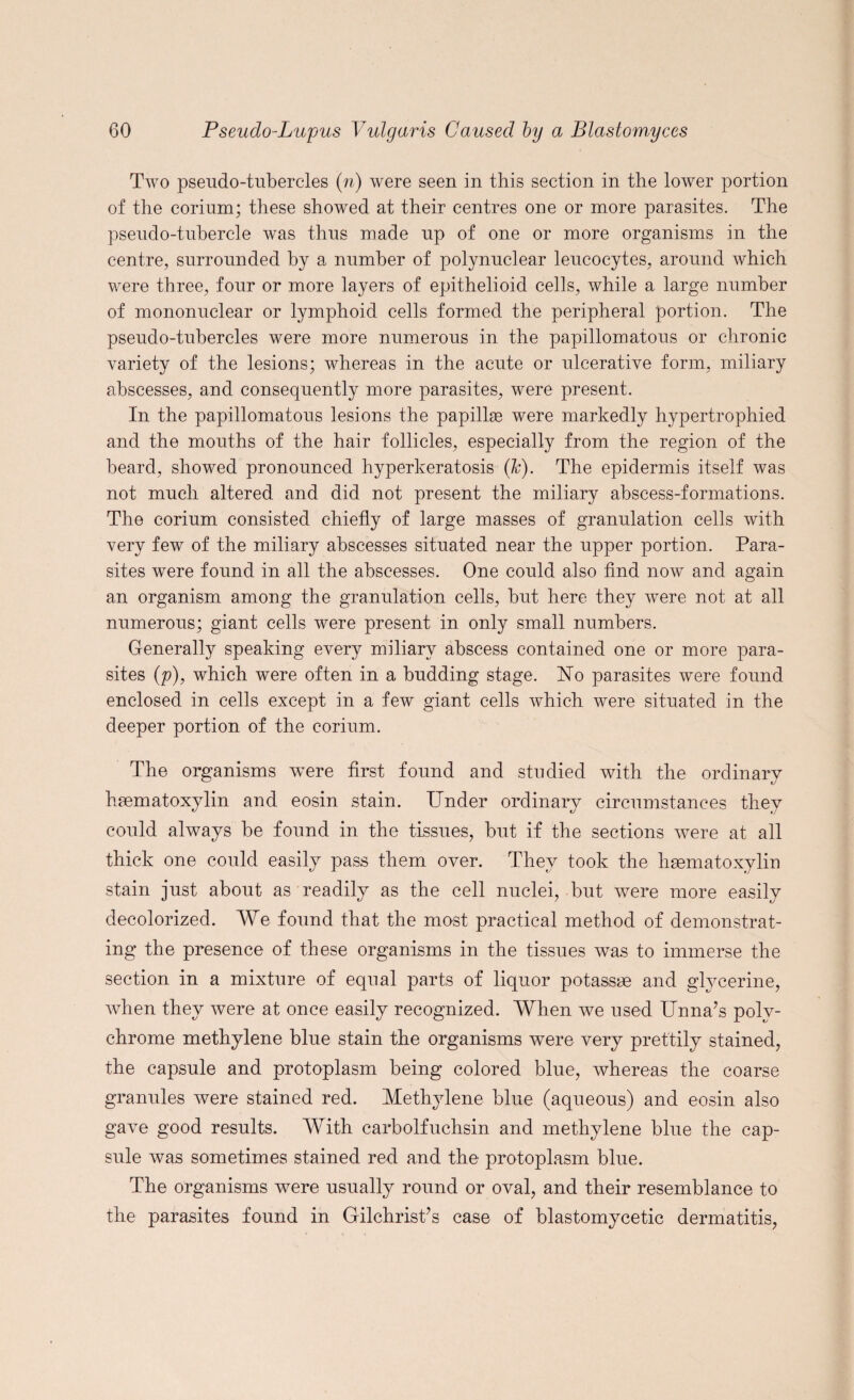 Two pseudo-tubercles (n) were seen in this section in the lower portion of the corium; these showed at their centres one or more parasites. The pseudo-tubercle was thus made up of one or more organisms in the centre, surrounded by a number of polynuclear leucocytes, around which were three, four or more layers of epithelioid cells, while a large number of mononuclear or lymphoid cells formed the peripheral portion. The pseudo-tubercles were more numerous in the papillomatous or chronic variety of the lesions; whereas in the acute or ulcerative form, miliary abscesses, and consequently more parasites, were present. In the papillomatous lesions the papillas were markedly hypertrophied and the mouths of the hair follicles, especially from the region of the beard, showed pronounced hyperkeratosis (k). The epidermis itself was not much altered and did not present the miliary abscess-formations. The corium consisted chiefly of large masses of granulation cells with very few of the miliary abscesses situated near the upper portion. Para¬ sites were found in all the abscesses. One could also find now and again an organism among the granulation cells, but here they were not at all numerous; giant cells were present in only small numbers. Generally speaking every miliary abscess contained one or more para¬ sites (p), which were often in a budding stage. Uo parasites were found enclosed in cells except in a few giant cells which were situated in the deeper portion of the corium. The organisms were first found and studied with the ordinary hmmatoxylin and eosin stain. Under ordinary circumstances they could always be found in the tissues, but if the sections were at all thick one could easily pass them over. They took the hgematoxylin stain just about as readily as the cell nuclei, but were more easily decolorized. We found that the most practical method of demonstrat¬ ing the presence of these organisms in the tissues was to immerse the section in a mixture of equal parts of liquor potassm and glycerine, when they were at once easily recognized. When we used Unna’s poly¬ chrome methylene blue stain the organisms were very prettily stained, the capsule and protoplasm being colored blue, whereas the coarse granules were stained red. Methylene blue (aqueous) and eosin also gave good results. With carbolfuchsin and methylene blue the cap¬ sule was sometimes stained red and the protoplasm blue. The organisms were usually round or oval, and their resemblance to the parasites found in Gilchrist’s case of blastomycetic dermatitis,