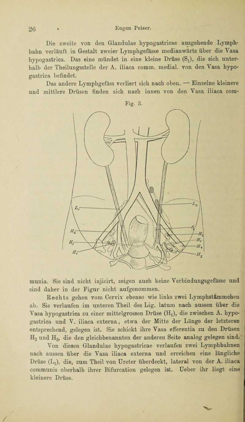 Die zweite von den Glandulae hypogastricae ausgehende Lymph- bahn verläuft in Gestalt zweier Lymphgefässe medianwärts über die Vasa hypogastrica. Das eine mündet in eine kleine Drüse (SA), die sich unter¬ halb der Theilungsstelle der A. iliaca comm. medial, von den Vasa hypo¬ gastrica befindet. Das andere Lymphgefäss verliert sich nach oben. — Einzelne kleinere und mittlere Drüsen finden sich nach innen von den Yasa iliaca com- Fig. 3. munia. Sie sind nicht injicirt, zeigen auch keine Verbindungsgefässe und sind daher in der Figur nicht aufgenommen. Rechts gehen vom Cervix ebenso wie links zwei Lymphstämmchen ab. Sie verlaufen im unteren Theil des Lig. latum nach aussen über die Vasa hypogastrica zu einer mittelgrossen Drüse (H^), die zwischen A. hypo¬ gastrica und V. iliaca externa, etwa der Mitte der Länge der letzteren entsprechend, gelegen ist. Sie schickt ihre Yasa efferentia zu den Drüsen H2 und H3, die den gleichbenannten der anderen Seite analog gelegen sind* Von diesen Glandulae hypogastricae verlaufen zwei Lymphbahnen nach aussen über die Yasa iliaca externa und erreichen eine längliche Drüse (Lj), die, zum Theil von Ureter überdeckt, lateral von der A. iliaca communis oberhalb ihrer Bifurcation gelegen ist. Ueber ihr liegt eine kleinere Drüse.
