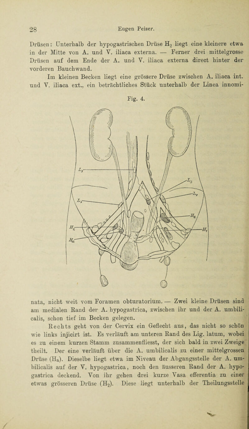 Drüsen: Unterhalb der hypogastrischen Drüse H2 liegt eine kleinere etwa in der Mitte von A. und Y. iliaca externa. — Ferner drei mittelgrosse Drüsen auf dem Ende der A. und V. iliaca externa direct hinter der vorderen Bauchwand. Im kleinen Becken liegt eine grössere Drüse zwischen A. iliaca int. und V. iliaca ext., ein beträchtliches Stück unterhalb der Linea innomi- Fig. 4. nata, nicht weit vom Foramen obturatorium. — Zwei kleine Drüsen sind am medialen Rand der A. hypogastrica, zwischen ihr und der A. umbili¬ calis, schon tief im Becken gelegen. Rechts geht von der Cervix ein Geflecht aus, das nicht so schön wie links injicirt ist. Es verläuft am unteren Rand des Lig. latum, wobei es zu einem kurzen Stamm zusammenfliesst, der sich bald in zwei Zweige theilt. Der eine verläuft über die A. umbilicalis zu einer mittelgrossen Drüse (Ha). Dieselbe liegt etwa im Niveau der Abgangsstelle der A. um¬ bilicalis auf der V. hypogastrica, noch den äusseren Rand der A. hypo¬ gastrica deckend. Von ihr gehen drei kurze Vasa efferentia zu einer etwas grösseren Drüse (H2). Diese liegt unterhalb der Theilungsstelle