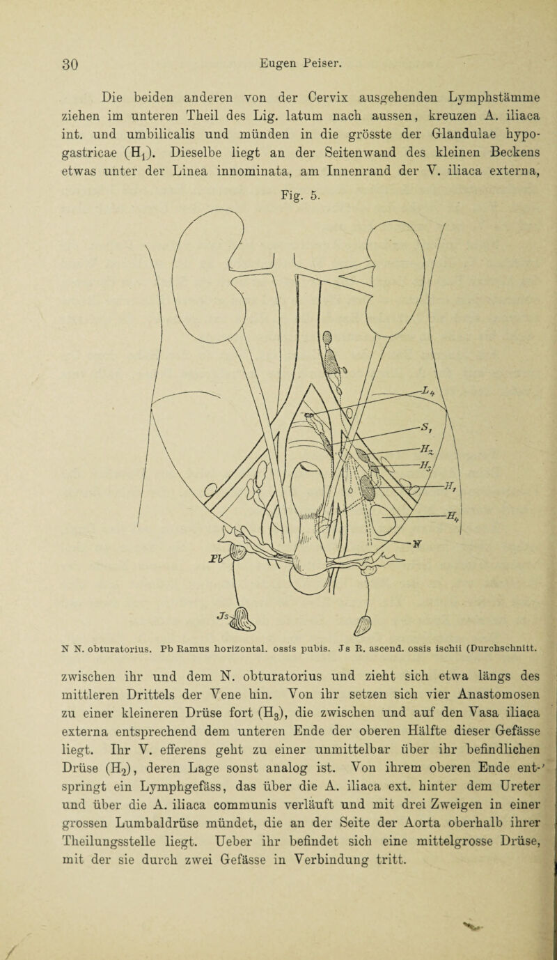 Die beiden anderen von der Cervix ansgebenden Lymphstämme ziehen im unteren Theil des Lig. latum nach aussen, kreuzen A. iliaca int. und umbilicalis und münden in die grösste der Glandulae hypo- gastricae (Hj). Dieselbe liegt an der Seitenwand des kleinen Beckens etwas unter der Linea innominata, am Innenrand der V. iliaca externa, Fig. 5. N N. obturatorius. Pb Ramus horizontal, ossis pubis. J s R. ascend. ossis ischii (Durchschnitt. zwischen ihr und dem N. obturatorius und zieht sich etwa längs des mittleren Drittels der Yene hin. Von ihr setzen sich vier Anastomosen zu einer kleineren Drüse fort (H3), die zwischen und auf den Vasa iliaca externa entsprechend dem unteren Ende der oberen Hälfte dieser Gefässe liegt. Ihr V. efferens geht zu einer unmittelbar über ihr befindlichen Drüse (H2), deren Lage sonst analog ist. Von ihrem oberen Ende ent-' springt ein Lymphgefäss, das über die A. iliaca ext. hinter dem Ureter und über die A. iliaca communis verläuft und mit drei Zweigen in einer grossen Lumbaldrüse mündet, die an der Seite der Aorta oberhalb ihrer Theilungsstelle liegt. Ueber ihr befindet sich eine mittelgrosse Drüse, mit der sie durch zwei Gefässe in Verbindung tritt.