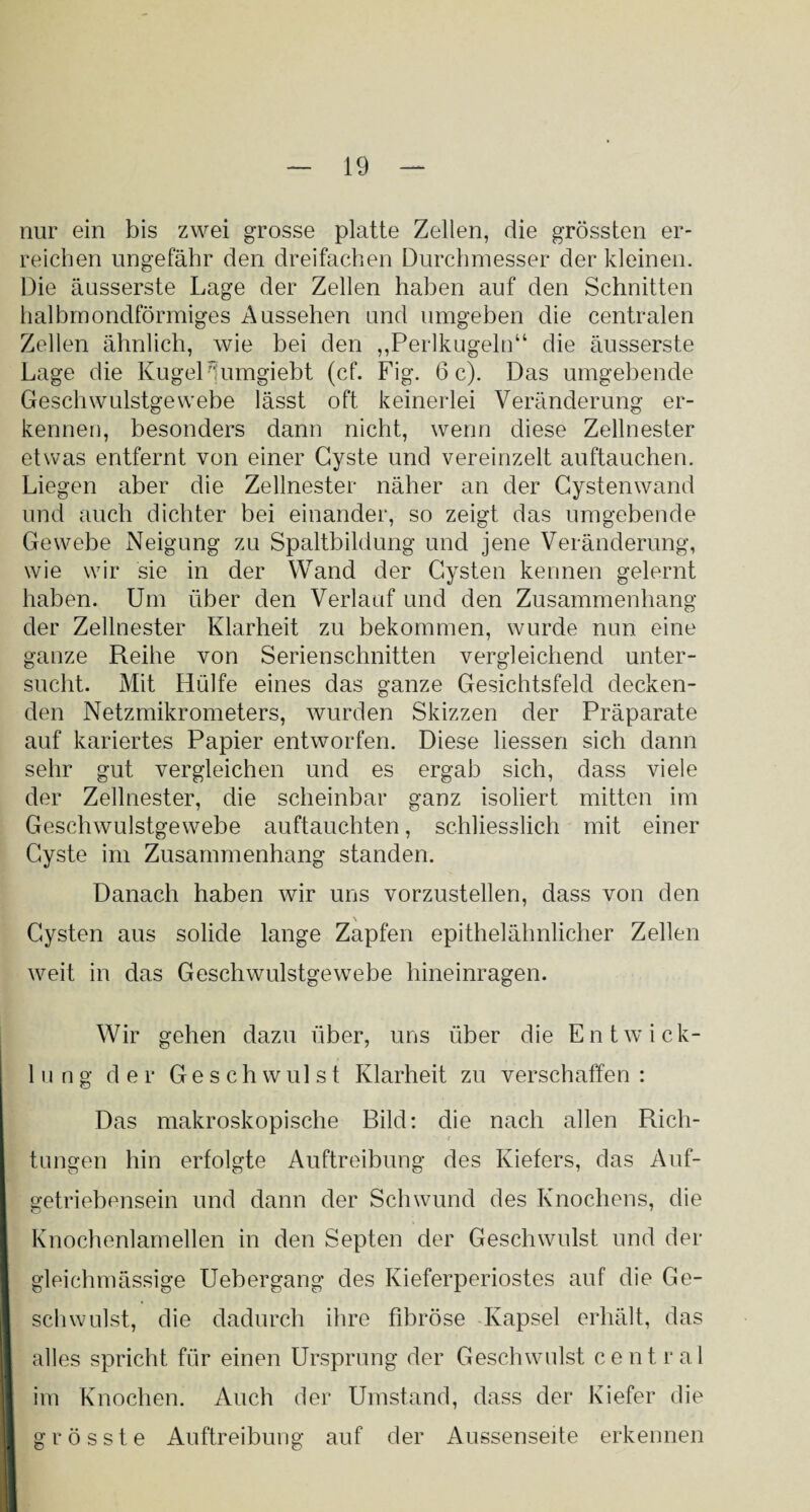 nur ein bis zwei grosse platte Zellen, die grössten er¬ reichen ungefähr den dreifachen Durchmesser der kleinen. Die äusserste Lage der Zellen haben auf den Schnitten halbmondförmiges Aussehen und umgeben die centralen Zellen ähnlich, wie bei den ,,Perlkugeln“ die äusserste Lage die Kugel ^umgiebt (cf. Fig. 6 c). Das umgebende Geschwulstgewebe lässt oft keinerlei Veränderung er¬ kennen, besonders dann nicht, wenn diese Zellnester etwas entfernt von einer Cyste und vereinzelt auftauchen. Liegen aber die Zellnester näher an der Cystenwand und auch dichter bei einander, so zeigt das umgebende Gewebe Neigung zu Spaltbildung und jene Veränderung, wie wir sie in der Wand der Cysten kennen gelernt haben. Um über den Verlauf und den Zusammenhang der Zellnester Klarheit zu bekommen, wurde nun eine ganze Reihe von Serienschnitten vergleichend unter¬ sucht. Mit Hülfe eines das ganze Gesichtsfeld decken¬ den Netzmikrometers, wurden Skizzen der Präparate auf kariertes Papier entworfen. Diese Hessen sich dann sehr gut vergleichen und es ergab sich, dass viele der Zellnester, die scheinbar ganz isoliert mitten im Geschwulstgewebe auftauchten, schliesslich mit einer Cyste im Zusammenhang standen. Danach haben wir uns vorzustellen, dass von den Cysten aus solide lange Zapfen epithelähnlicher Zellen weit in das Geschwulstgewebe hineinragen. Wir gehen dazu über, uns über die Entwick- 1 u n g der Geschwulst Klarheit zu verschaffen : Das makroskopische Bild: die nach allen Rieh- / tungen hin erfolgte Auftreibung des Kiefers, das Auf¬ getriebensein und dann der Schwund des Knochens, die Knochenlamellen in den Septen der Geschwulst und der gleichmässige Uebergang des Kieferperiostes auf die Ge¬ schwulst, die dadurch ihre fibröse Kapsel erhält, das alles spricht für einen Ursprung der Geschwulst central im Knochen. Auch der Umstand, dass der Kiefer die grösste Auftreibung auf der Aussenseite erkennen