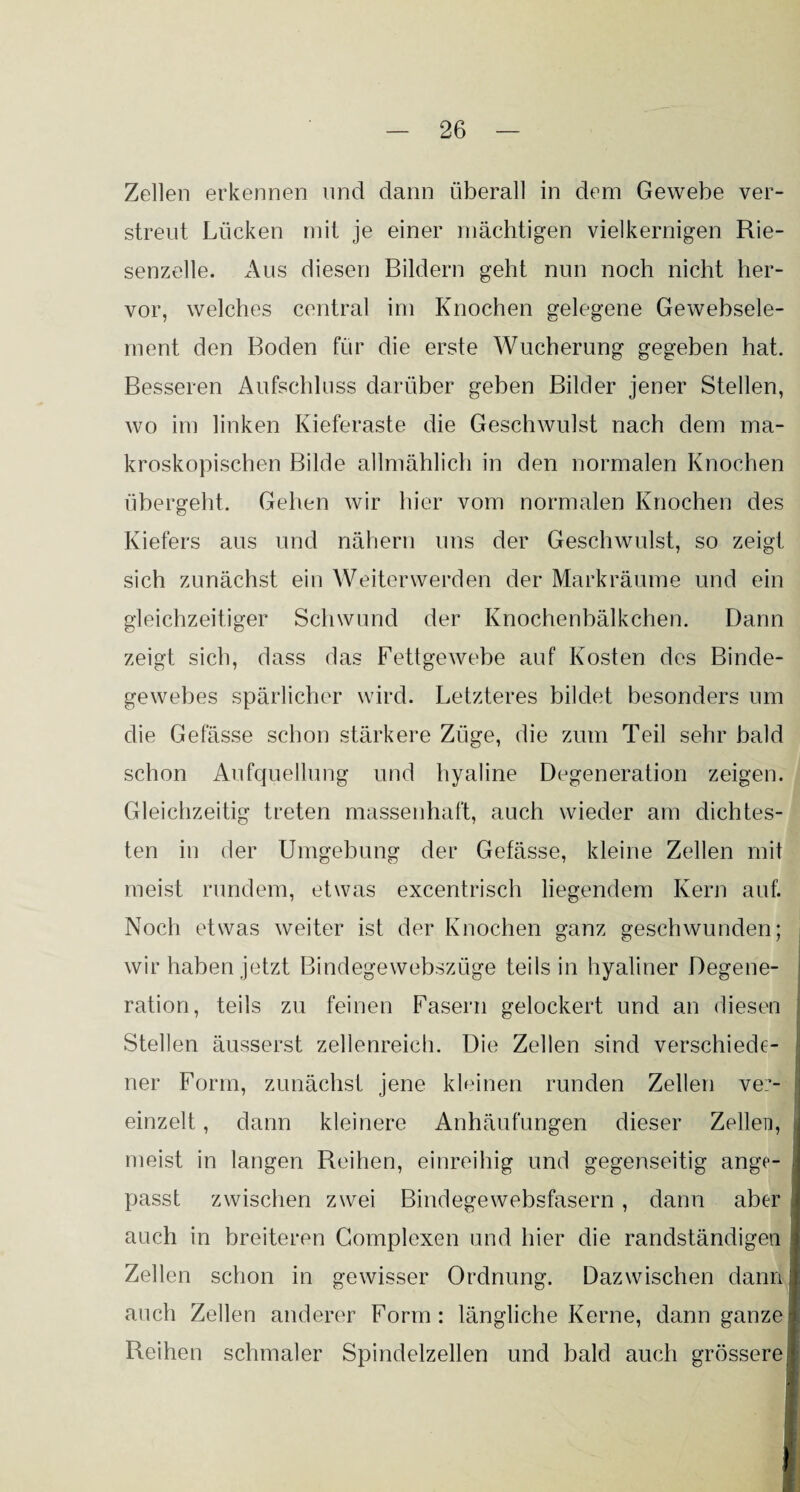 Zellen erkennen und dann überall in dem Gewebe ver¬ streut Lücken mit je einer mächtigen vielkernigen Rie¬ senzelle. Aus diesen Bildern geht nun noch nicht her¬ vor, welches central im Knochen gelegene Gewebsele- ment den Boden für die erste Wucherung gegeben hat. Besseren Aufschluss darüber geben Bilder jener Stellen, wo im linken Kieferaste die Geschwulst nach dem ma¬ kroskopischen Bilde allmählich in den normalen Knochen übergeht. Gehen wir hier vom normalen Knochen des Kiefers aus und nähern uns der Geschwulst, so zeigt sich zunächst ein Weiterwerden der Markräume und ein gleichzeitiger Schwund der Knochenbälkchen. Dann zeigt sich, dass das Fettgewebe auf Kosten des Binde¬ gewebes spärlicher wird. Letzteres bildet besonders um die Gefässe schon stärkere Züge, die zum Teil sehr bald schon Aufquellung und hyaline Degeneration zeigen. Gleichzeitig treten massenhaft, auch wieder am dichtes¬ ten in der Umgebung der Gefässe, kleine Zellen mit meist rundem, etwas excentrisch liegendem Kern anf. Noch etwas weiter ist der Knochen ganz geschwunden; wir haben jetzt Bindegewebszüge teils in hyaliner Degene¬ ration, teils zu feinen Fasern gelockert und an diesen Stellen äusserst zellenreich. Die Zellen sind verschiede¬ ner Form, zunächst jene kleinen runden Zellen ver¬ einzelt , dann kleinere Anhäufungen dieser Zellen, meist in langen Reihen, einreihig und gegenseitig ange- passt zwischen zwei Bindegewebsfasern, dann aber auch in breiteren Complexen und hier die randständigen Zellen schon in gewisser Ordnung. Dazwischen dann auch Zellen anderer Form: längliche Kerne, dann ganze Reihen schmaler Spindelzellen und bald auch grössere