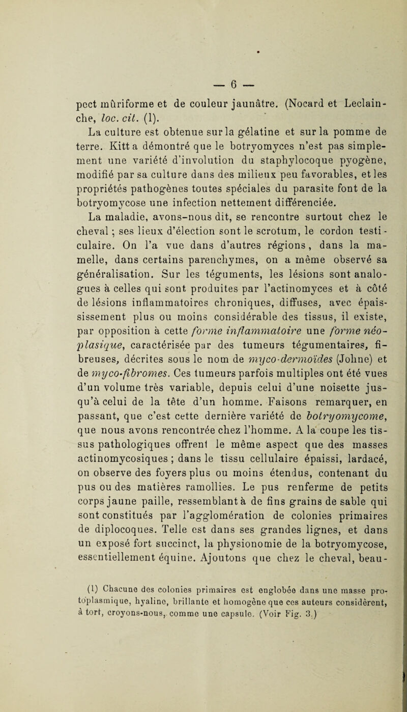 pcct mûriforme et de couleur jaunâtre. (Nocard et Leclain- che, loc. cil. (1). La culture est obtenue sur la gélatine et sur la pomme de terre. Kitt a démontré que le botryomyces n’est pas simple¬ ment une variété d’involution du staphylocoque pyogène, modifié par sa culture dans des milieux peu favorables, et les propriétés pathogènes toutes spéciales du parasite font de la botryomycose une infection nettement différenciée. La maladie, avons-nous dit, se rencontre surtout chez le cheval ; ses lieux d’élection sont le scrotum, le cordon testi¬ culaire. On l’a vue dans d’autres régions, dans la ma¬ melle, dans certains parenchymes, on a même observé sa généralisation. Sur les téguments, les lésions sont analo¬ gues à celles qui sont produites par l’actinomyces et à côté de lésions inflammatoires chroniques, diffuses, avec épais¬ sissement plus ou moins considérable des tissus, il existe, par opposition à cette forme inflammatoire une forme néo¬ plasique, caractérisée par des tumeurs tégumentaires, fi¬ breuses, décrites sous le nom de myco-dermoïdes (Johne) et de myco-fibromes. Ces tumeurs parfois multiples ont été vues d’un volume très variable, depuis celui d’une noisette jus¬ qu’à celui de la tête d’un homme. Faisons remarquer, en passant, que c’est cette dernière variété de botryomycorne, que nous avons rencontrée chez l’homme. A la coupe les tis¬ sus pathologiques offrenl le même aspect que des masses actinomycosiques ; dans le tissu cellulaire épaissi, lardacé, on observe des foyers plus ou moins étendus, contenant du pus ou des matières ramollies. Le pus renferme de petits corps jaune paille, ressemblant à de fins grains de sable qui sont constitués par l’agglomération de colonies primaires de diplocoques. Telle est dans ses grandes lignes, et dans un exposé fort succinct, la physionomie de la botryomycose, essentiellement équine. Ajoutons que chez le cheval, beau- (l) Chacune des colonies primaires est englobée dans une masse pro¬ toplasmique, hyaline, brillante et homogène que ces auteurs considèrent, à tort, croyons-nous, comme une capsule.. (Voir Fig. 3.)