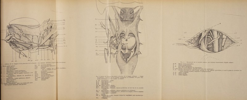 £0«-i> - St.K , 1 - Artères de la langue et du plancher de la bouche ; vue 3. Muscle palato-glosse. S. - stylo-glosse. P. — stylo-pharyngien. B. — stylo-hyoïdien. . p. — digastrique, ventre postérieur. I - constricteur moyen du pharynx. G. - hyo-glosse dont la partie moyenne a ete H. - mylo-hyoïdien, détaché du maxillaire et a. _ digastrique, ventre antérieur, abaisse.  génio-hyoïdien. 'après an ïeure. | îatre dissections). génio-glosse. lingual inférieur latérale (Schéma d Car. int. Carotide interne, Thyr. Thyroïdienne inférieure. Fac Faciale, coupée sur le bd du maxillaire, liée et réclinée en bas. j| Occ. Occipitale. Pal. Palatine ascendante. Tons. Tonsillaire. Sus-h. Sus-hyoïdienne. Dors. Dorsale de la langue. Ss. ment. Sous-mentale. Subi. Sublinguale. Ran. Ranine. _. Mutual lllicncui. ^ L. Glande “sublinguale, tirée en avant pom trer l’arcade artérielle sous-jacente. ' .P. G., St g. St T /*<- C-M Fig. 2. Artères de l’isthme du gosier et du dos de la langue (schéma). — Coupe du pharynx ; ouverture de ce conduit. L'épiglotte est rabattue ; les gros vais¬ seaux carotidiens sont très écartés en dehors. P. int. Péristaphylin interne. St.-p. Stylo-pharyngien. St.-g. Stylo-glosse. St.-E. Stylo-hyoïdien. Car. int. Artère carotide interne, Thyr. Thyroïdienne supérieure. Ph. 1. Pharyngienne inférieure, rameau postérieur, né très bas de la carotide externe. Ph. 2. Pharyngienne inférieure, rameau antérieur, né isolément. Ling. Artère linguale fournissant durs., dorsale de la langue, dont les rameaux sont figurés en pointillé. Fac. Faciale. Pal. a. Palatine ascendante, donnant d’abord la tonsillaire, puis montant jus¬ qu’à la trompe. Occ. Occipitale. tic. 3. — Découverte de la carotide externe, par incision transversale (d’après nature). St.-M. Muscle sterno-mastoïdien. G Chaîne ganglionnaire. G. H. Nerf grand hypoglosse. D. ^ Place du bord intérieur du digastrique, G. S.-M. Glande sous-maxillaire, faisant relief sous son aponévrose. \ . f . Crochet rétractant la veine faciale, grossie de son affluent parotidien, et sur le point de recevoir de^ veines hypoglossiennes, linguales et pharyngiennes. A. O. Artère occipitale. A. F. Artère faciale. A. L. Artère linguale.