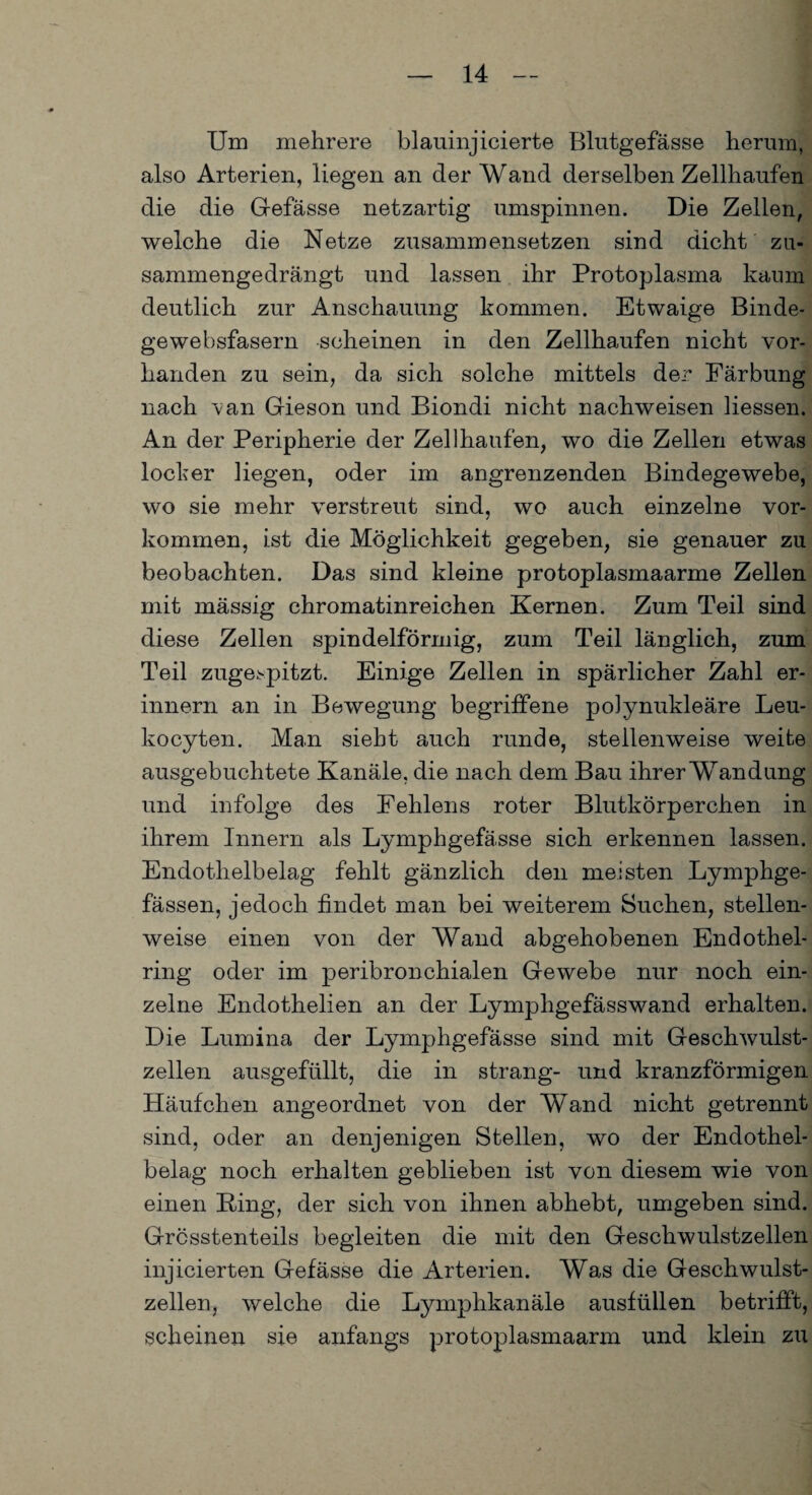 Um mehrere blauinjicierte Blutgefässe herum, also Arterien, liegen an der Wand derselben Zellhaufen die die Gefässe netzartig umspinnen. Die Zellen, welche die Netze zusammensetzen sind dicht zn- sammengedrängt und lassen ihr Protoplasma kaum deutlich zur Anschauung kommen. Etwaige Binde¬ gewebsfasern scheinen in den Zellhaufen nicht vor¬ handen zu sein, da sich solche mittels der Färbung nach ’van Gieson und Biondi nicht nachweisen Hessen. An der Peripherie der Zellhaufen, wo die Zellen etwas locker liegen, oder im angrenzenden Bindegewebe, wo sie mehr verstreut sind, wo auch einzelne Vor¬ kommen, ist die Möglichkeit gegeben, sie genauer zu beobachten. Das sind kleine protoplasmaarme Zellen mit mässig chromatinreichen Kernen. Zum Teil sind diese Zellen spindelförmig, zum Teil länglich, zum Teil zugespitzt. Einige Zellen in spärlicher Zahl er¬ innern an in Bewegung begriffene polynukleäre Leu- kocyten. Man sieht auch runde, stellenweise weite ausgebuchtete Kanäle, die nach dem Bau ihrer Wandung und infolge des Fehlens roter Blutkörperchen in ihrem Innern als Lymphgefässe sich erkennen lassen. Endothelbelag fehlt gänzlich den meisten Lymphge- fässen, jedoch findet man bei weiterem Suchen, stellen¬ weise einen von der Wand abgehobenen Endothel¬ ring oder im peribronchialen Gewebe nur noch ein¬ zelne Endothelien an der Lymphgefässwand erhalten. Die Lumina der Lymphgefässe sind mit Geschwulst¬ zellen ausgefüllt, die in sträng- und kranzförmigen Häufchen angeordnet von der Wand nicht getrennt sind, oder an denjenigen Stellen, wo der Endothel¬ belag noch erhalten geblieben ist von diesem wie von einen King, der sich von ihnen abhebt, umgeben sind. Grösstenteils begleiten die mit den Geschwulstzellen injicierten Gefässe die Arterien. Was die Geschwulst¬ zellen, welche die Lymphkanäle ausfüllen betrifft, scheinen sie anfangs protoplasmaarm und klein zu