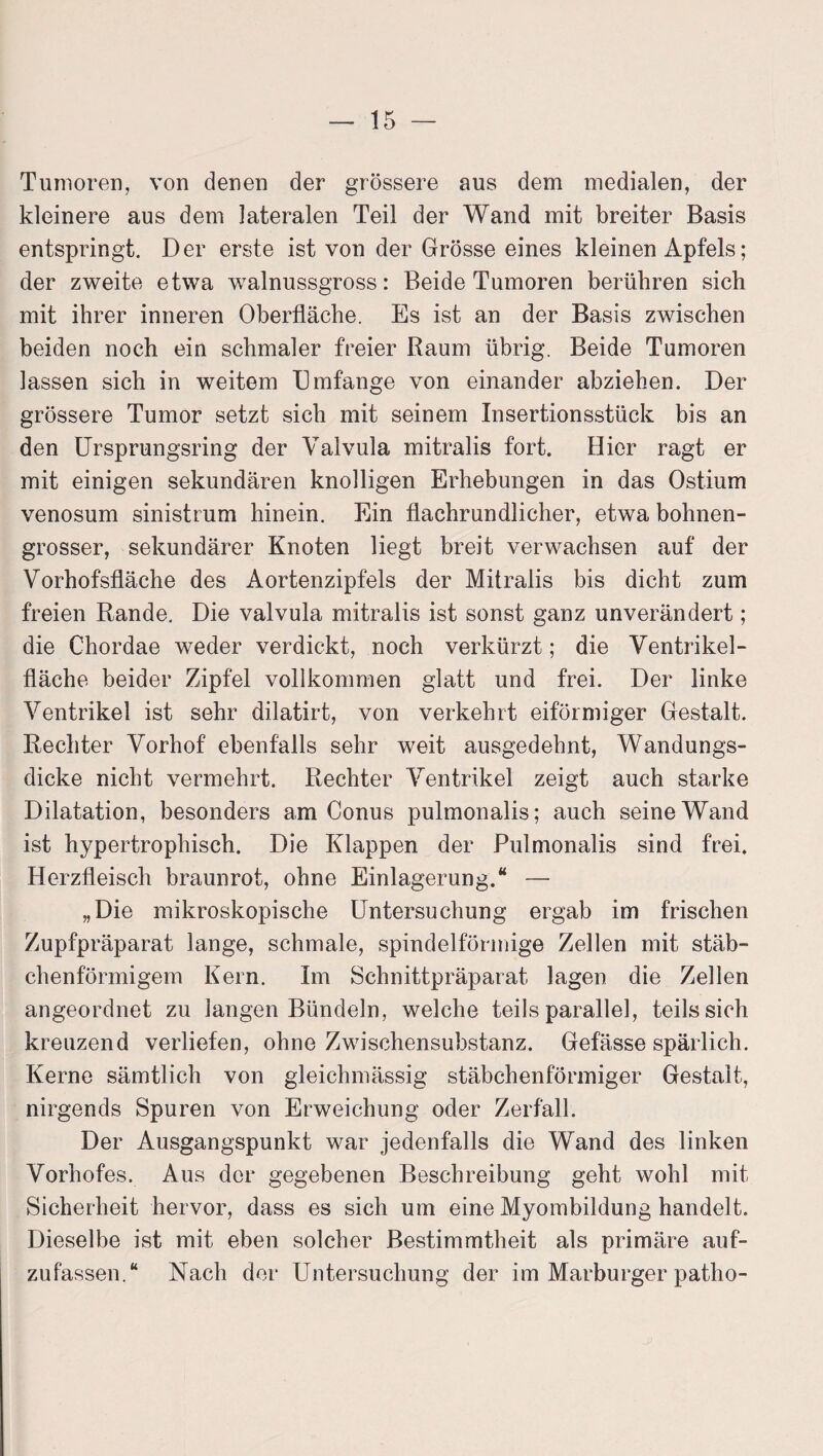 Tumoren, von denen der grössere aus dem medialen, der kleinere aus dem lateralen Teil der Wand mit breiter Basis entspringt. Der erste ist von der Grösse eines kleinen Apfels; der zweite etwa walnussgross: Beide Tumoren berühren sich mit ihrer inneren Oberfläche. Es ist an der Basis zwischen beiden noch ein schmaler freier Raum übrig. Beide Tumoren lassen sich in weitem Umfange von einander abziehen. Der grössere Tumor setzt sich mit seinem Insertionsstück bis an den Ursprungsring der Valvula mitralis fort. Hier ragt er mit einigen sekundären knolligen Erhebungen in das Ostium venosum sinistrum hinein. Ein flachrundlicher, etwa bohnen¬ grosser, sekundärer Knoten liegt breit verwachsen auf der Vorhofsfläche des Aortenzipfels der Mitralis bis dicht zum freien Rande, Die valvula mitralis ist sonst ganz unverändert; die Chordae weder verdickt, noch verkürzt; die Ventrikel¬ fläche beider Zipfel vollkommen glatt und frei. Der linke Ventrikel ist sehr dilatirt, von verkehrt eiförmiger Gestalt. Rechter Vorhof ebenfalls sehr weit ausgedehnt, Wandungs¬ dicke nicht vermehrt. Rechter Ventrikel zeigt auch starke Dilatation, besonders am Conus pulmonalis; auch seine Wand ist hypertrophisch. Die Klappen der Pulmonalis sind frei. Herzfleisch braunrot, ohne Einlagerung.“ — „Die mikroskopische Untersuchung ergab im frischen Zupfpräparat lange, schmale, spindelförmige Zellen mit stäb¬ chenförmigem Kern. Im Schnittpräparat lagen die Zellen angeordnet zu langen Bündeln, welche teils parallel, teils sich kreuzend verliefen, ohne Zwischensubstanz. Gefässe spärlich. Kerne sämtlich von gleichmässig stäbchenförmiger Gestalt, nirgends Spuren von Erweichung oder Zerfall. Der Ausgangspunkt war jedenfalls die Wand des linken Vorhofes. Aus der gegebenen Beschreibung geht wohl mit Sicherheit hervor, dass es sich um eine Myombildung handelt. Dieselbe ist mit eben solcher Bestimmtheit als primäre auf¬ zufassen.“ Nach der Untersuchung der im Marburger patho-