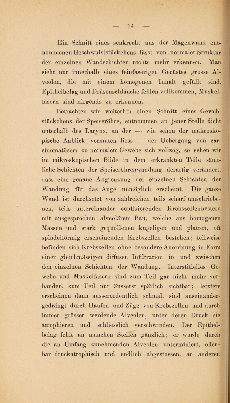 Ein Schnitt eines senkrecht aus der Magenwaud ent¬ nommenen Geschwulststückchens lässt von normaler Struktur der einzelnen Wandschichten nichts mehr erkennen. Man sieht nur innerhalb eines feinfaserigen Gerüstes grosse Al¬ veolen, die mit einem homogenen Inhalt gefüllt sind. Epithelbelag und Drüsenschläuche fehlen vollkommen, Muskel¬ fasern sind nirgends zu erkennen. Betrachten wir weiterhin einen Schnitt eines Geweb- stückchens der Speiseröhre, entnommen an jener Stelle dicht unterhalb des Larynx, an der — wie schon der makrosko¬ pische Anblick vermuten liess — der Uebergang von car- cinomatösem zu normalem Gewebe sich vollzog, so sehen wir im mikroskopischen Bilde in dem erkrankten Teile sämt¬ liche Schichten der Speiseröhrenwandung derartig verändert, dass eine genaue Abgrenzung der einzelnen Schichten der Wandung für das Auge unmöglich erscheint. Die ganze Wand ist durchsetzt von zahlreichen teils scharf umschriebe¬ nen, teils untereinander confluierenden Krebszellennestern mit ausgesprochen alveolärem Bau, welche aus homogenen Massen und stark gequollenen kugeligen und platten, oft spindelförmig erscheinenden Krebszellen bestehen; teilweise befinden sich Krebszellen ohne besondere Anordnung in Form einer gleichmässigen diffusen Infiltration in und zwischen den einzelnen Schichten der Wandung. Interstitielles Ge¬ webe und Muskelfasern sind zum Teil gar nicht mehr vor¬ handen, zum Teil nur äusserst spärlich sichtbar; letztere erscheinen dann ausserordentlich schmal, sind auseinander¬ gedrängt durch Haufen und Züge von Krebszellen und durch immer grösser werdende Alveolen, unter deren Druck sie atrophieren und schliesslich verschwinden. Der Epithel¬ belag fehlt an manchen Stellen gänzlich; er wurde durch die an Umfang zunehmenden Alveolen unterminiert, offen¬ bar druckatrophisch und endlich abgestossen, an anderen
