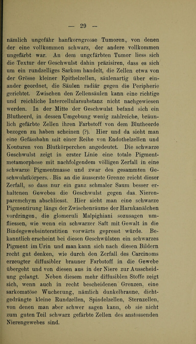 nämlich ungefähr hanfkorngrosse Tumoren, von denen der eine vollkommen schwarz, der andere vollkommen ungefärbt war. An dem ungefärbten Tumor liess sich die Textur der Geschwulst dahin präzisiren, dass es sich um ein rundzeiliges Sarkom handelt, die Zellen etwa von der Grösse kleiner Epithelzellen, säulenartig über ein¬ ander geordnet, die Säulen radiär gegen die Peripherie gerichtet. Zwischen den Zellensäulen kann eine richtige und reichliche Intercellularsubstanz nicht nachgewiesen werden. In der Mitte der Geschwulst befand sich ein Blutheerd, in dessen Umgebung wenig zahlreiche, bräun¬ lich gefärbte Zellen ihren Farbstoff von dem Blutheerde bezogen zu haben scheinen (?). Hier und da sieht man eine Gefässbahn mit einer Reihe von Endothelzellen und Konturen von Blutkörperchen an gedeutet. Die schwarze Geschwulst zeigt in erster Linie eine totale Pigment¬ metamorphose mit nachfolgendem völligen Zerfall in eine schwarze Pigmentmasse und zwar des gesammten Ge¬ schwulstkörpers. - Bis an die äusserste Grenze reicht dieser Zerfall, so dass nur ein ganz schmaler Saum besser er¬ haltenen Gewebes die Geschwulst gegen das. Nieren- paremchym abschliesst. Hier sieht man eine schwarze Pigmentirung längs der Zwischenräume der Harnkanälchen Vordringen, die glomeruli Malpighiani sozusagen um- fliessen, wie wenn ein schwarzer Saft mit Gewalt in die Bindegewebsinterstitien vorwärts gepresst würde. Be¬ kanntlich erscheint bei diesen Geschwülsten ein sclrwarzes Pigment im Urin und man kann sich nach diesen Bildern recht gut denken, wie durch den Zerfall des Carcinoms erzeugter diffusibler brauner Farbstoff in die Gewebe übergeht und von diesen aus in der Niere zur Ausscheid¬ ung gelangt. Neben diesem mehr diffusiblen Stoffe zeigt sich, wenn auch in recht bescheidenen Grenzen, eine sarkomatöse Wucherung, nämlich dunkelbraune, dicht¬ gedrängte kleine Rundzellen, Spindelzellen, Sternzellen, von denen man aber schwer sagen kann, ob sie nicht zum guten Teil schwarz gefärbte Zellen des anstossenden Nierengewebes sind.