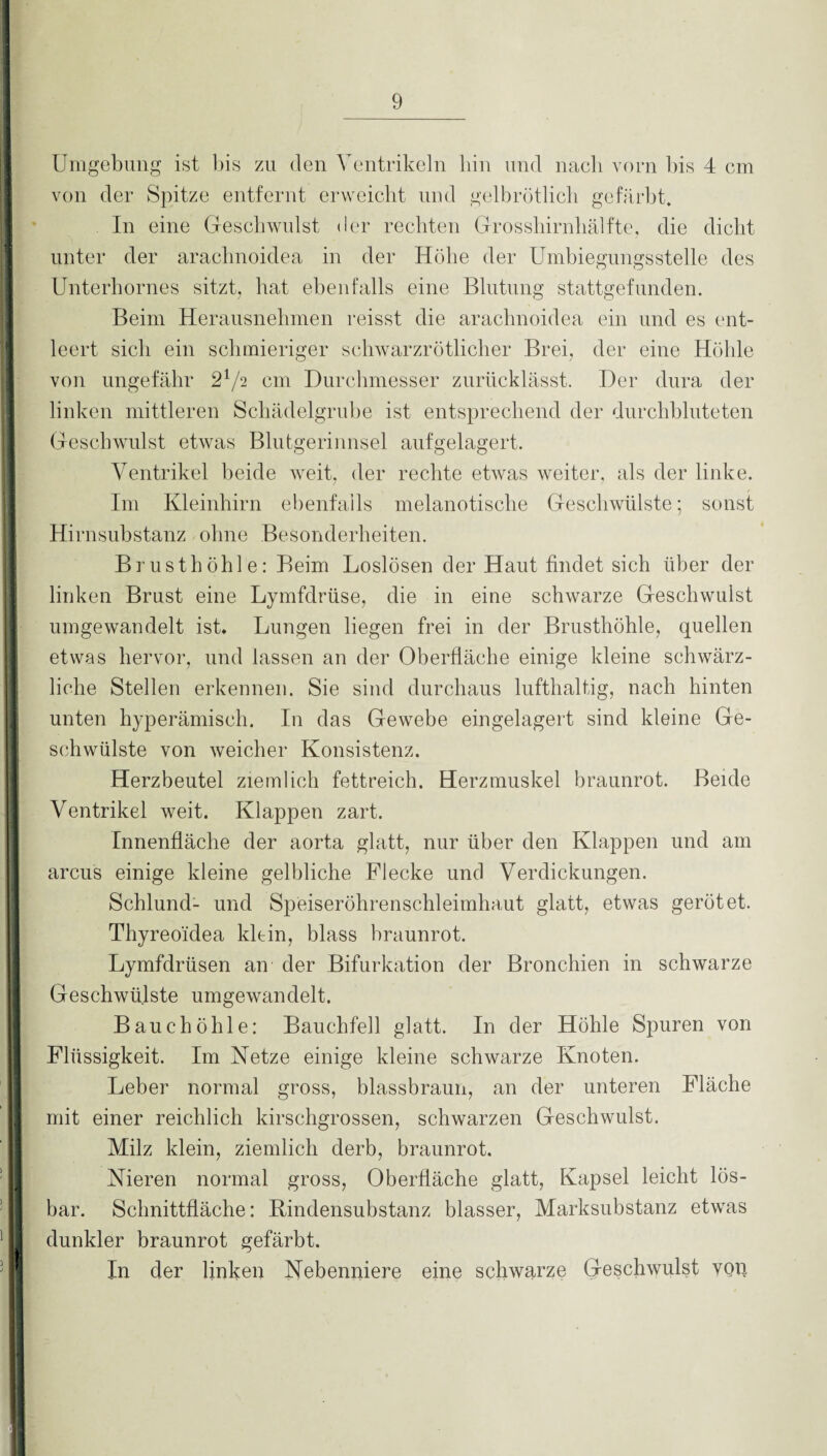 Umgebung ist bis zu den Ventrikeln hin und nach vorn bis 4 cm von der Spitze entfernt erweicht und gelbrötlich gefärbt. In eine Geschwulst der rechten Grosshirnhälfte, die dicht unter der araclmoidea in der Höbe der Umbiegungsstelle des Unterbornes sitzt, hat ebenfalls eine Blutung stattgefunden. Beim Herausnehmen reisst die araclmoidea ein und es ent¬ leert sich ein schmieriger schwarzrötlicher Brei, der eine Höhle von ungefähr cm Durchmesser zurücklässt. Der dura der linken mittleren Schädelgrube ist entsprechend der durchbluteten Geschwulst etwas Blutgerinnsel aufgelagert. Ventrikel beide weit, der rechte etwas weiter, als der linke. Im Kleinhirn ebenfalls melanotische Geschwülste; sonst Hirnsubstanz ohne Besonderheiten. Brusthöhle: Beim Loslösen der Haut findet sich über der linken Brust eine Lymfdrüse, die in eine schwarze Geschwulst umgewandelt ist, Lungen hegen frei in der Brusthöhle, quellen etwas hervor, und lassen an der Oberfläche einige kleine schwärz¬ liche Stellen erkennen. Sie sind durchaus lufthaltig, nach hinten unten hyperämisch. In das Gewebe eingelagert sind kleine Ge¬ schwülste von weicher Konsistenz. Herzbeutel ziemlich fettreich. Herzmuskel braunrot. Beide Ventrikel weit. Klappen zart. Innenfläche der aorta glatt, nur über den Klappen und am arcus einige kleine gelbliche Flecke und Verdickungen. Schlund- und Speiseröhrenschleimhaut glatt, etwas gerötet. Thyreoidea klein, blass braunrot. Lymfdrüsen an der Bifurkation der Bronchien in schwarze Geschwülste umgewandelt. Baue höhle: Bauchfell glatt. In der Höhle Spuren von Flüssigkeit. Im Netze einige kleine schwarze Knoten. Leber normal gross, blassbraun, an der unteren Fläche mit einer reichlich kirschgrossen, schwarzen Geschwulst. Milz klein, ziemlich derb, braunrot. Nieren normal gross, Oberfläche glatt, Kapsel leicht lös¬ bar. Schnittfläche: Bindensubstanz blasser, Marksubstanz etwas dunkler braunrot gefärbt. In der linken Nebenniere eine schwarze Geschwulst von