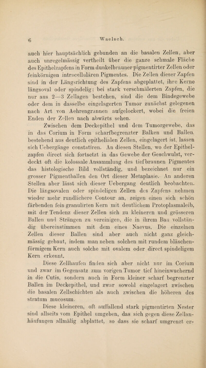 auch hier hauptsächlich gebunden an die basalen Zellen, aber auch unregelmässig vertheilt über die ganze schmale Fläche des Epithelzapfens in Form dunkelbrauner pigmentirter Zellen oder feinkörnigen intracellulären Pigmentes. Die Zellen dieser Zapfen sind in der Längsrichtung des Zapfens abgeplattet, ihre Kerne längsoval oder spindelig: bei stark verschmälerten Zapfen, die nur aus 2—3 Zellagen bestehen, sind die dem Bindegewebe oder dem in dasselbe eingelagerten Tumor zunächst gelegenen nach Art von Aehrengrannen aufgelockert, wobei die freien Enden der Zellen nach abwärts sehen. Zwischen dem Deckepithel und dem Tumorgewebe, das in das Corium in Form scharfbegrenzter Balken und Ballen, bestehend aus deutlich epithelialen Zellen, eingelagert ist, lassen sich IJebergänge constatiren. An diesen Stellen, wo der Epithel¬ zapfen direct sich fortsetzt in das Gewebe der Geschwulst, ver¬ deckt oft die kolossale Ansammlung des tief braunen Pigmentes das histologische Bild vollständig, und bezeichnet nur ein grosser Pigmentballen den Ort dieser Metaplasie. An anderen Stellen aber lässt sich dieser Uebergang deutlich beobachten. Die längsovalen oder spindeligen Zellen des Zapfens nehmen wieder mehr rundlichere Contour an, zeigen einen sich schön färbenden fein granulirten Kern mit deutlichem Protoplasmaleib, mit der Tendenz dieser Zellen sich zu kleineren und grösseren Ballen und Strängen zu vereinigen, die in ihrem Bau vollstän¬ dig übereinstimmen mit dem eines Naevus. Die einzelnen Zellen dieser Ballen sind aber auch nicht ganz gleich- mässig gebaut, indem man neben solchen mit rundem bläschen¬ förmigem Kern auch solche mit ovalem oder direct spindeligem Kern erkennt. Diese Zellhaufen finden sich aber nicht nur im Corium und zwar im Gegensatz zum vorigen Tumor tief hineinwuchernd in die Cutis, sondern auch in Form kleiner scharf begrenzter Ballen im Deckepithel, und zwar sowohl eingelagert zwischen die basalen Zellschichten als auch zwischen die höheren des stratum mucosum. Diese kleineren, oft auffallend stark pigmentirten Nester sind allseits vom Epithel umgeben, das sich gegen diese Zellan¬ häufungen allmälig abplattet, so dass sie scharf umgrenzt er-