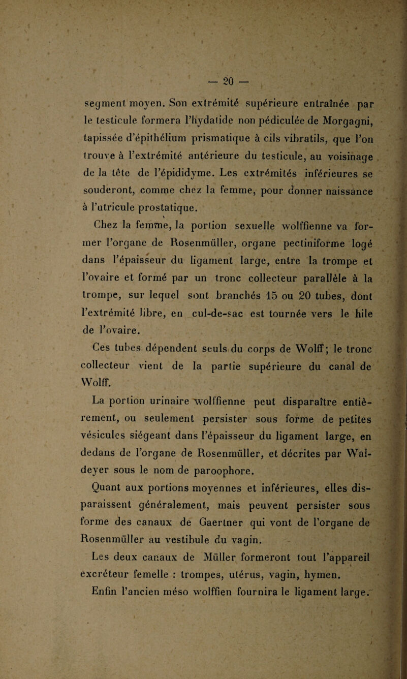 — 20 — segment moyen. Son extrémité supérieure entraînée par le testicule formera l’hydalide non pédiculée de Morgagni, tapissée d’épithélium prismatique à cils vibratils, que l’on trouve à l’extrémité antérieure du testicule, au voisinage de la tête de l’épididyme. Les extrémités inférieures se souderont, comme chez la femme, pour donner naissance à l’utricule prostatique. \ Chez la femme, la portion sexuelle wolffienne va for¬ mer l’organe de Rosenmüller, organe pectiniforme logé dans l’épaisseur du ligament large, entre la trompe et l’ovaire et formé par un tronc collecteur parallèle à la trompe, sur lequel sont branchés 15 ou 20 tubes, dont l’extrémité libre, en cul-de-sac est tournée vers le hile de l’ovaire. Ces tubes dépendent seuls du corps de Wolff; le tronc collecteur vient de la partie supérieure du canal de Wolff. La portion urinaire wolffienne peut disparaître entiè¬ rement, ou seulement persister sous forme de petites vésicules siégeant dans l’épaisseur du ligament large, en dedans de l’organe de Rosenmüller, et décrites par Wal- deyer sous le nom de paroophore. Quant aux portions moyennes et inférieures, elles dis¬ paraissent généralement, mais peuvent persister sous forme des canaux de Gaerlner qui vont de l’organe de Rosenmüller au vestibule du vagin. Les deux canaux de Müller formeront tout l’appareil excréteur femelle : trompes, utérus, vagin, hymen. Enfin l’ancien méso wolffien fournira le ligament large.