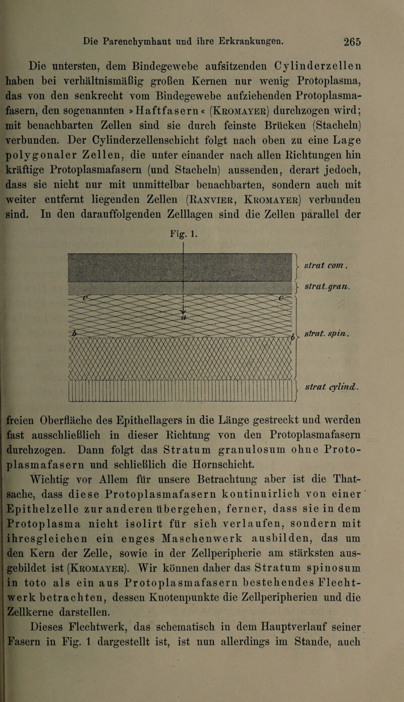 Die untersten, dem Bindegewebe aufsitzenden Cylinderzellen haben bei verbaltnismaBig groBen Kernen nur wenig Protoplasma, das von den senkrecht vom Bindegewebe aufziehenden Protoplasma- fasern, den sogenannten »Haftfasern« (Kromayer) durcbzogen wird; mit benachbarten Zellen sind sie durch feinste Britcken (Staclieln) yerbunden. Der Cylinderzellenschiclit folgt nach oben zu eine Lage polygonaler Zellen, die unter einander nach alien Bichtungen hin kraftige Protoplasmafasern (und Stacheln) aussenden, derart jedocb, dass sie nicbt nur mit unmittelbar benachbarten, sondern aucli mit weiter entfernt liegenden Zellen (Banvier, Kromayer) yerbunden sind. In den darauffolgenden Zelllagen sind die Zellen parallel der Big. 1. freien Oberflacbe des Epithellagers in die Lange gestreckt und werden fast ausscblieBlicli in dieser Biclitung yon den Protoplasmafasern durcbzogen. Dann folgt das Stratum granulosum obne Proto¬ plasmafasern und schlieBlick die Hornschickt. Wichtig vor Allem fur unsere Betracbtung* aber ist die Tbat- sacbe, dass diese Protoplasmafasern kontinuirlick yon einer Epithelzelle zur anderen ubergehen, ferner, dass sie in dem Protoplasma nicht isolirt fiir sicb verlaufen, sondern mit ihresgleichen ein enges Maschenwerk ausbilden, das um den Kern der Zelle, sowie in der Zellperipkerie am starksten aus- gebildet ist (Kromayer). Wir konnen daber das Stratum spinosum in toto als ein aus Protoplasmafasern bestebendes Flecbt- werk betrachten, dessen Knotenpunkte die Zellperipherien und die Zellkerne darstellen. Dieses Flechtwerk, das scbematiscb in dem Hauptyerlauf seiner Fasern in Fig. 1 dargestellt ist, ist nun allerdings im Stande, aucli