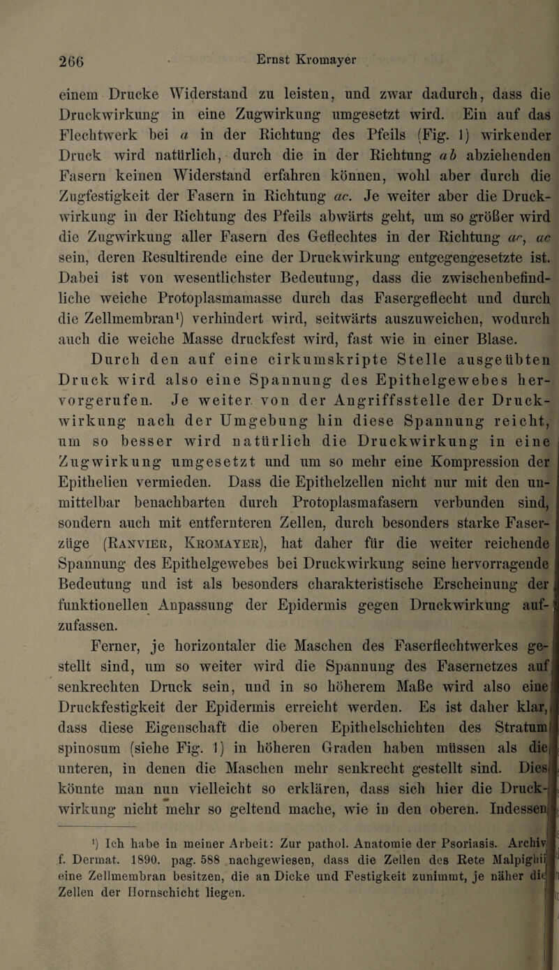 einem Drucke Widerstand zu leisten, und zwar dadurch, dass die Druckwirkung in eine Zugwirkung umgesetzt wird. Ein auf das Flecktwerk bei a in der Ricbtung des Pfeils (Fig. 1) wirkender Druck wird natiirlich, durch die in der Ricbtung ah abzielienden Fasern keinen Widerstand erfahren konnen, wohl aber durch die Zugfestigkeit der Fasern in Ricbtung ac. Je weiter aber die Druck- wirkung in der Ricbtung des Pfeils abwarts gebt, um so groBer wird die Zugwirkung aller Fasern des Geflechtes in der Ricbtung ar, ac sein, deren Resultirende eine der Druckwirkung entgegengesetzte ist. Dabei ist yon wesentlichster Bedeutung, dass die zwiscbenbefind- licbe weiche Protoplasmamasse durcli das Fasergeflecbt und durch die Zellmembran1) verliindert wird, seitwarts auszuweicben, wodurch aucb die weiche Masse druckfest wird, fast wie in einer Blase. Durcli den auf eine cirkumskripte Stelle ausgetibten Druck wird also eine Spannung des Epithelgewebes her- vorgerufen. Je weiter. von der Angriffsstelle der Druck¬ wirkung nacli der Umgebung bin diese Spannung reicht, um so besser wird natiirlicb die Druckwirkung in eine Zugwirkung umgesetzt und um so mehr eine Kompression der Epitbelien vermieden. Dass die Epithelzellen niclit nur mit den un¬ mitt el bar benacbbarten durch Protoplasmafasern verbunden sind, sondern aucb mit entfernteren Zellen, durch besonders starke Faser- ziige (Ranvier, Kromayer), bat daher fiir die weiter reichende Spannung des Epitbelgewebes bei Druckwirkung seine hervorragende Bedeutung und ist als besonders cbarakteristiscbe Erscheinung der funktionellen Anpassung der Epidermis gegen Druckwirkung auf-1 zufassen. Ferner, je borizontaler die Mascben des Faserflechtwerkes ge- stellt sind, um so weiter wird die Spannung des Fasernetzes auf 1 senkrechten Druck sein, und in so koherem MaBe wird also eine i Druckfestigkeit der Epidermis erreicbt werden. Es ist daher klar,,( dass diese Eigenschaft die oberen Epitbelscbicbten des Stratum i spinosum (sielie Fig. 1) in boheren Graden baben mtissen als die; j unteren, in denen die Mascben mekr senkrecbt gestellt sind. Dies-1 konnte man nun vielleickt so erklaren, dass sicb hier die Druck- { wirkung nicbt mekr so geltend macbe, wie in den oberen. Indessenij ’) Ich habe in raeiner Arbeit: Zur pafhol. Anatomie der Psoriasis. Archiv \ f. Dermat. 1890. pag. 588 nachgewiesen, dass die Zellen des Rete Malpighiil eine Zellmembran besitzen, die an Dicke und Festigkeit zunimmt, je naher die j Zellen der Ilornschicht liegen.