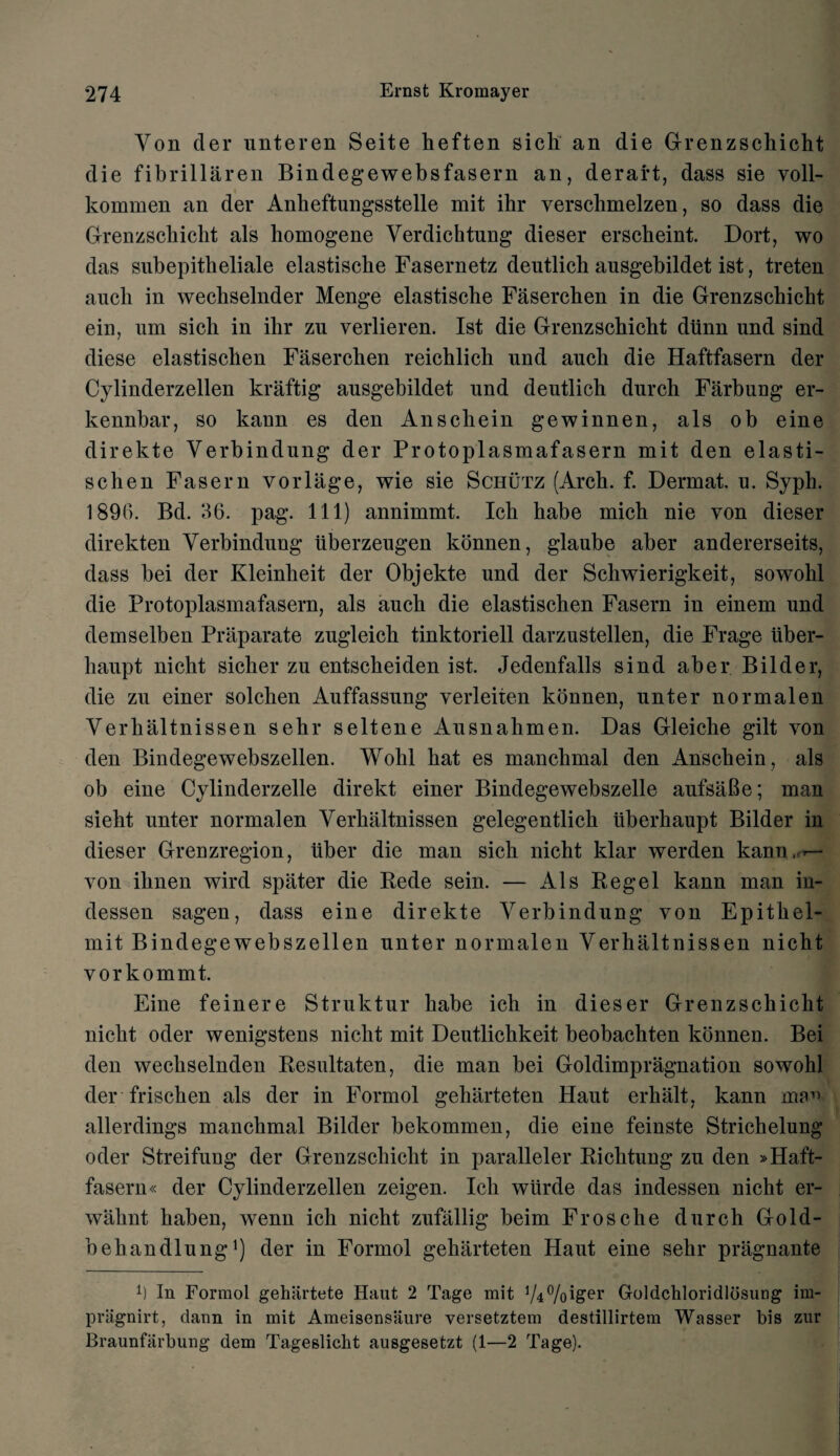 Yon der unteren Seite heften sieh. an die Grenzschicht die fibrillaren Bindegewebsfasern an, deraft, dass sie voll- kommen an der Anheftungsstelle mit ihr versclnnelzen, so dass die Grenzschicht als homogene Verdichtung dieser erscheint. Dort, wo das subepitheliale elastische Fasernetz deutlich ausgebildet ist, treten auch in wechselnder Menge elastische Faserchen in die Grenzschicht ein, um sich in ihr zn verlieren. Ist die Grenzschicht diinn nnd sind diese elastischen Faserchen reichlich nnd auch die Haftfasern der Cylinderzellen kraftig ausgebildet und deutlich durch Farbung er- kennbar, so kann es den Anschein gewinnen, als ob eine direkte Verbindung der Protoplasmafasern mit den elasti¬ schen Fasern vorlage, wie sie Schutz (Arch. f. Dermat. n. Syph. 1896. Bd. 36. pag. Ill) annimmt. Ich habe mich nie von dieser direkten Verbindung uberzeugen konnen, glaube aber andererseits, dass bei der Kleinheit der Objekte und der Schwierigkeit, sowohl die Protoplasmafasern, als auch die elastischen Fasern in einem und demselben Priiparate zugleich tinktoriell darzustellen, die Frage iiber- haupt nicht sicher zu entscheiden ist. Jedenfalls sind aber Bilder, die zu einer solchen Auffassung yerleiten konnen, unter normalen Verhaltnissen sehr seltene Ausnahmen. Das Gleiche gilt von den Bindegewebszellen. Wohl hat es manchmal den Anschein, als ob eine Cylinderzelle direkt einer Bindegewebszelle aufsaBe; man sieht unter normalen Verhaltnissen gelegentlich uberhaupt Bilder in dieser Grenzregion, liber die man sich nicht klar werden kann,-- von ihnen wird spater die Kede sein. — Als Regel kann man in- dessen sagen, dass eine direkte Verbindung yon Epitliel- mit Bindegewebszellen unter normalen Verhaltnissen nicht vorkommt. Eine feinere Struktur habe ich in dieser Grenzschicht nicht oder wenigstens nicht mit Deutlichkeit beobachten konnen. Bei den wechselnden Resultaten, die man bei Goldimpragnation sowohl der frischen als der in Formol geharteten Haut erhalt, kann ma1 allerdings manchmal Bilder bekommen, die eine feinste Strichelung oder Streifung der Grenzschicht in paralleler Richtung zu den »Haft¬ fasern « der Cylinderzellen zeigen. Ich wiirde das indessen nicht er- wahnt haben, wenn ich nicht zufallig beim Frosche durch Gold- behandlung1) der in Formol geharteten Haut eine sehr pragnante b In Formol gehiirtete Haut 2 Tage mit V4%iger Goldchloridlosung im- priignirt, dann in mit Ameisensaure versetztem destillirtem Wasser bis zur Braunfarbung dem Tageslicbt ausgesetzt (1—2 Tage).
