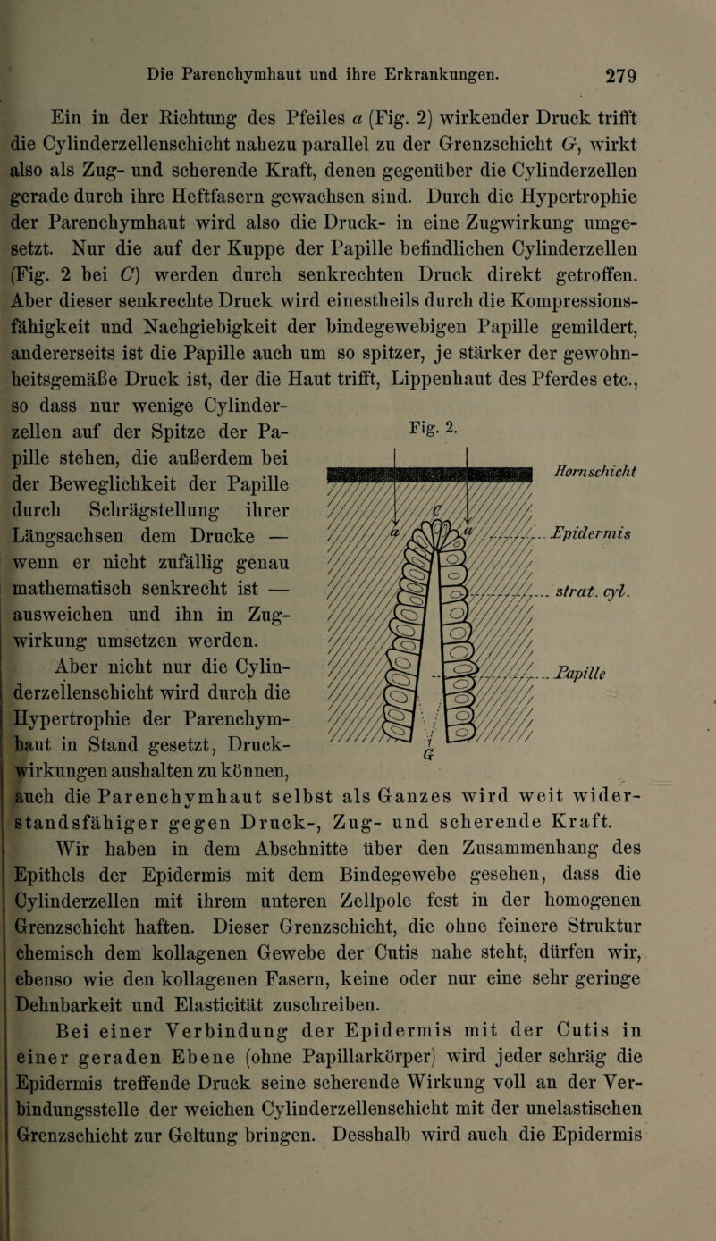 Ein in der Bichtung des Pfeiles a (Fig. 2) wirkender Drnck trifft die Cylinderzellenschiclit naliezu parallel zu der Grenzschicht G, wirkt also als Zug- und scherende Kraft, denen gegentiber die Cylinderzellen gerade durch ibre Heftfasern gewachsen sind. Durch die Hypertrophie der Parencbymhaut wird also die Druck- in eine Zugwirkung umge- setzt. Nur die auf der Kuppe der Papille befindlichen Cylinderzellen (Fig. 2 bei C) werden durch senkrechten Druck direkt getroffen. Aber dieser senkrechte Druck wird einestkeils durch die Kompressions- fahigkeit und Nachgiebigkeit der bindegewebigen Papille gemildert, andererseits ist die Papille auch um so spitzer, je starker der gewohn- heitsgemaBe Druck ist, der die Haut trifft, Lippenhaut des Pferdes etc., so dass nur wenige Cylinder¬ zellen auf der Spitze der Pa¬ pille stehen, die auBerdem bei der Beweglichkeit der Papille durch Schragstellung ihrer Langsachsen dem Drucke — wenn er nicht zufallig genau mathematisch senkrecht ist — ausweichen und ihn in Zug¬ wirkung umsetzen werden. Aber nicht nur die Cylin- derzellenschicht wird durch die Hypertrophie der Parenchym¬ haut in Stand gesetzt, Druck- wirkungen auslialten zu konnen, auch die Parenchymhaut selbst als Ganzes wird weit wider- standsfahiger gegen Druck-, Zug- und scherende Kraft. Wir haben in dem Abschnitte liber den Zusammenhang des Epithels der Epidermis mit dem Bindegewebe gesehen, dass die Cylinderzellen mit ihrem unteren Zellpole fest in der homogenen j Grenzschicht haften. Dieser Grenzschicht, die ohne feinere Struktur ; chemisch dem kollagenen Gewebe der Cutis nahe steht, diirfen wir, ebenso wie den kollagenen Fasern, keine oder nur eine sehr geringe Dehnbarkeit und Elasticitat zuschreiben. Bei einer Verbindung der Epidermis mit der Cutis in einer geraden Ebene (ohne Papillarkorper) wird jeder schrag die Epidermis treffende Druck seine scherende Wirkung voll an der Ver- bindungsstelle der weichen Cylinderzellenschiclit mit der unelastischen I Grenzschicht zur Geltung bringen. Desshalb wird auch die Epidermis Fig. 2. Hornschicht .. .Epidermis strat. cyl. -Papille