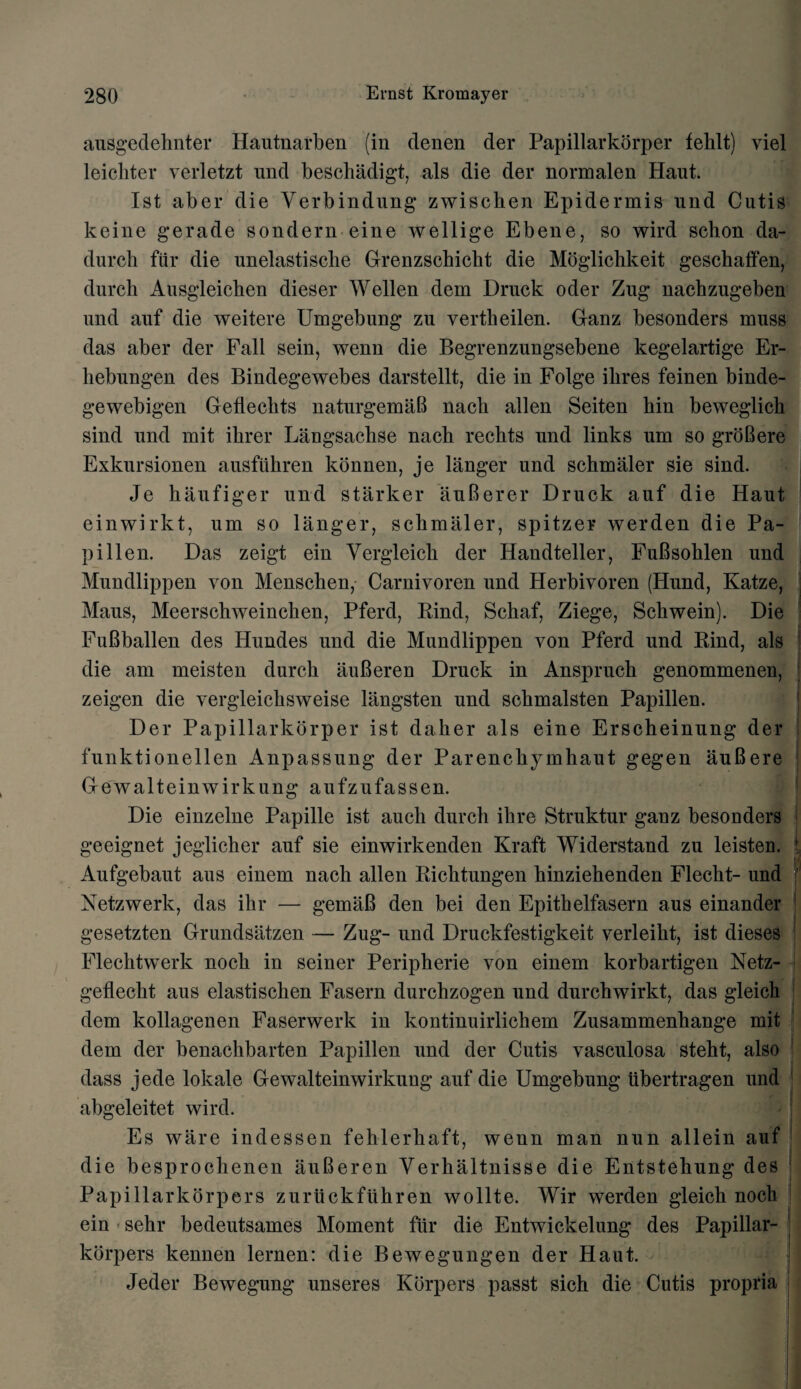 ausgedehnter Hautnarben (in denen der Papillarkorper fehlt) viel leicliter verletzt und beschadigt, als die der normalen Haut. 1st aber die Verbindung zwiscben Epidermis und Cutis keine gerade sondern eine wellige Ebene, so wird schon da- durcb fiir die unelastisclie Grenzschicht die Moglicbkeit geschaffen, durch Ausgleicben dieser Wellen dem Druck oder Zug nachzugeben und auf die weitere Umgebung zu vertheilen. Ganz besonders muss das aber der Fall sein, wenn die Begrenzungsebene kegelartige Er- hebungen des Bindegewebes darstellt, die in Folge ilires feinen binde- gewebigen Geflecbts naturgemaB nacb alien Seiten bin beweglich sind und mit ikrer Langsachse nacb recbts und links um so groBere Exkursionen ausfuhren konnen, je langer und schmaler sie sind. Je haufiger und starker auBerer Druck auf die Haut einwirkt, um so langer, schmaler, spitzer werden die Pa- pi lien. Das zeigt ein Vergleicb der Handteller, FuBsoblen und Mundlippen von Menschen, Carnivoren und Herbivoren (Hund, Katze, Maus, Meerschweinchen, Pferd, Rind, Schaf, Ziege, Scbwein). Die FuBballen des Hundes und die Mundlippen von Pferd und Rind, als die am meisten durch auBeren Druck in Anspruch genommenen, zeigen die vergleichsweise langsten und scbmalsten Papillen. Der Papillarkorper ist daker als eine Erscheinung der funktionellen Anpassung der Parencbymliaut gegen auBere Gewalteinwirkung aufzufassen. Die einzelne Papille ist auch durch ikre Struktur ganz besonders geeignet jeglicher auf sie einwirkenden Kraft Widerstand zu leisten. i Aufgebaut aus einem nach alien Ricbtungen hinziehenden Flecht- und f Netzwerk, das ihr — gemaB den bei den Epitkelfasern aus einander gesetzten Grundsatzen — Zug- und Druckfestigkeit yerleiht, ist dieses Flechtwerk noch in seiner Peripherie von einem korbartigen Netz- geflecht aus elastischen Fasern durchzogen und durchwirkt, das gleich dem kollagenen Faserwerk in kontinuirlichem Zusammenhange mit dem der benachbarten Papillen tmd der Cutis yasculosa steht, also dass jede lokale Gewalteinwirkung auf die Umgebung iibertragen und abgeleitet wird. Es ware indessen fehlerhaft, wenn man nun allein auf die besprochenen auBeren Yerhaltnisse die Entstehung des Papillarkorpers zuruckfiihren wollte. Wir werden gleich noch ein sehr bedeutsames Moment fur die Entwickelung des Papillar- korpers kennen lernen: die Bewegungen der Haut. Jeder Bewegung unseres Korpers passt sich die Cutis propria j
