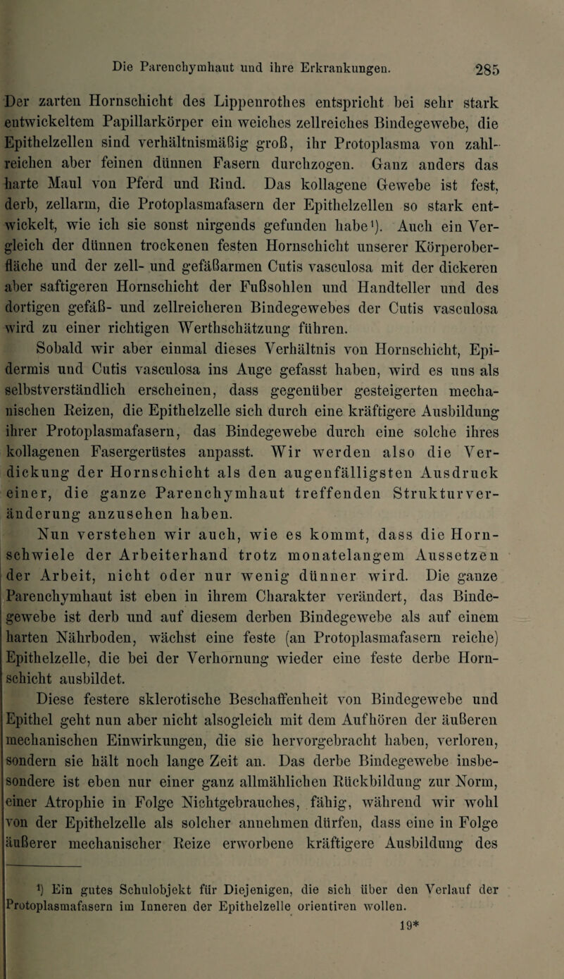 Der zarten Hornschicht des Lippenrothes entspricht bei sebr stark entwickeltem Papillarkorper ein weiches zellreicbes Bindegewebe, die Epitbelzellen sind verhaltnismaBig groB, ihr Protoplasma yon zabl- reiclien aber feinen diinnen Fasern durckzogen. Ganz anders das harte Maul von Pferd und Bind. Das kollagene Gewebe ist fest, derb, zellarm, die Protoplasmafasern der Epitbelzellen so stark ent- Avickelt, wie icb sie sonst nirgends gefunden babe1). Auch ein Ver- gleich der diinnen trockenen festen Hornschicht unserer Korperober- flache und der zell- und gefaBarmen Cutis vasculosa mit der dickeren aber saftigeren Hornschicht der FuBsohlen und Handteller und des dortigen gefaB- und zellreicheren Bindegewebes der Cutis vasculosa wird zu einer richtigen Werthschatzung ftthren. Sobald wir aber einmal dieses Verhaltnis von Hornschicht, Epi¬ dermis und Cutis vasculosa ins Auge gefasst haben, Avird es uns als selbstverstandlich erscheinen, dass gegeniiber gesteigerten mecha- nischen Beizen, die Epithelzelle sich dureh eine kraftigere Ausbildung ihrer Protoplasmafasern, das Bindegewebe durch eine solche ihres kollagenen Fasergeriistes anpasst. Wir werden also die Ver- dickung der Hornschicht als den augenfalligsten Ausdruck einer, die ganze Parenchymhaut treffenden Strukturver- anderung anzusehen haben. Nun verstehen wir auch, wie es kornnit, dass die Horn- schwiele der Arbeiterhand trotz monatelangem Aussetzen der Arbeit, nicht oder nur wenig diinner wird. Die ganze Parenchymhaut ist eben in ihrem Charakter verandert, das Binde¬ gewebe ist derb und auf diesem derben Bindegewebe als auf einem harten Nahrboden, waclist eine feste (an Protoplasmafasern reiclie) Epithelzelle, die bei der Verhornung wieder eine feste derbe Horn¬ schicht ausbildet. Diese festere sklerotische Bescliaffenheit a^ou Bindegewebe und Epithel geht nun aber nicht alsogleich mit dem Aufhoren der auBeren mechanischen Einwirkungen, die sie hervorgebracht haben, verloren, sondern sie halt noch lange Zeit an. Das derbe Bindegewebe insbe- sondere ist eben nur einer ganz allmahlichen Blickbildung zur Norm, einer Atrophie in Folge Nichtgebrauches, fahig, Avahrend Avir Avohl A’on der Epithelzelle als soldier annehmen dttrfen, dass eine in Folge auBerer mechanischer Beize erAvorbene kraftigere Ausbildung des b Ein gutes Schulobjekt fiir Diejenigen, die sich liber den Verlauf der Protoplasmafasern im Inneren der Epithelzelle orientiren Avollen. 19*