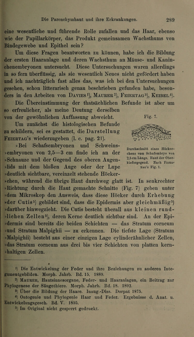 eine wesentliche unci fiihrende Rolle zufallen und das Haar, ebenso wie der Papillarkorper, das Produkt gemeinsamen Wachsthums von Bindegewebe und Epitbel sein? Um diese Fragen beantworten zu konnen, habe icb die Bildung der ersten Haaranlage und deren Wachsthum an Mause- und Kanin- chenembryonen untersucht. Diese Untersuchungen waren allerdings in so fern uberfliissig, als sie wesentlicb Neues nicbt gefordert baben und icb nachtraglich fast alles das, was ieli bei den Untersuchungen gesehen, schon litterarisch genau besclirieben gefunden habe, beson- ders in den Arbeiten yon Davies1), Maurer2), Feiertag3), Keibel4). Die Ubereinstimmung der thatsachlichen Befunde ist aber um so erfreulicher, als meine Deutung derselben von der gewohnlichen Auffassung abweicht. Um zunachst die histologischen Befunde zu schildern, sei es gestattet, die Darstellung Feiertag’s wiederzugeben (1. c. pag. 21). »Bei Schafsembryonen und Schweins- »embryonen von 2,5—3 cm fincle ich an der »Schnauze und der Gegend des oberen Augen- »lids mit dem bloBen Auge oder der Lupe »deutlich sichtbare, vereinzelt stehende Hocker- »chen, wahrend die tibrige Haut durchweg glatt ist. In senkrechter »Richtung durch die Haut gemachte Schnitte (Fig. 7) geben unter »dem Mikroskop den Ausweis, dass diese Hocker durch Erhebung »der Cutis5) gebildet sind, dass die Epidermis aber gleichmaBig5) »dariiber hinwegzieht. Die Cutis besteht tiberall aus kleinen rund- »lichen Zellen5), deren Kerne deutlich sichtbar sind. An der Epi- »dermis sind bereits die beiden Schichten — das Stratum corneum »und Stratum Malpighii — zu erkennen. Die tiefste Lage (Stratum »Malpighii) besteht aus einer einzigen Lage cylinderahnlicher Zellen, »das Stratum corneum aus drei bis vier Schichten von platten kern- »haltigen Zellen. *) Die Entwickelung der Feder und ihre Beziehungen zu andereu Inte- gumentgebilden. Morph. Jahrb. Bd. 15. 1889. 2) Maurer, Hautsinnesorgane, Feder- und Haaranlagen, ein Beitrag zur Phylogenese der Saugethiere. Morph. Jahrb. Bd. 18. 1892. 3) liber die Bildung der Haare. Inaug.-Diss. Dorpat 1875. 4) Ontogenie und Phylogenie Haar und Feder. Ergebnisse d. Anat. u. Entwickelungsgesch. Bd. Y. 1895. 5) Im Original nicht gesperrt gedruckt. Durclisclinitt eines Hocker- cliens YOm Scliafembryo von 2,5 cm Lange. Haut der Ober- kiefergegend. Kach Feiek- tag’s Fig. 1.