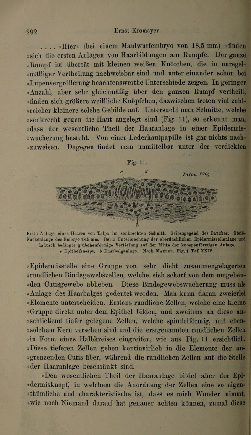 .... »Hier« (bei einem Maulwurfembryo yon 18,5 mm) »finden »sich die ersten Anlagen von Haarbildungen am Rumpfe. Der ganze »Rumpf ist iibersat mit kleinen weiBen Knotchen, die in unregel- »maBiger Yertheilung nachweisbar sind und unter einander schon bei »LupenvergrbBerung beachtenswerthe Untersehiede zeigen. In geringer »Anzalil, aber sehr gleichmaBig liber den ganzen Rumpf vertheilt, »finden sich groBere weiBlicbe Knopfchen, dazwischen treten yiel zahl- »reicher kleinere solche Gebilde auf. Untersucht man Schnitte, welcbe »senkrecht gegen die Hant angelegt sind (Fig. 11), so erkennt man, »dass der wesentlicke Theil der Haaranlage in einer Epidermis- »wnclierung bestekt. Yon einer Lederhantpapille ist gar nichts nach- »zuweisen. Dagegen findet man unmittelbar unter der verdickten Fig. 11. Erste Anlage eines Haares von Talpa im senkrechten Schnitt. Seitengegend des Bauches. SteiC- Nackenliinge des Embryo 18,5 mm. Bei x Unterbrechung der oberflacblichen Epidermiszellenlage und dadurch bedingte grubcbenformige Vertiefung auf der Mitte der knospenformigen Anlage. e Epithelknospe. 6 Haarbalganlage. Nacb Mauker, Fig. 1 Taf. XXIV. »Epidermisstelle eine Gruppe von selir dicht zusammengelagerten »rundlichen Bindegewebszellen, welche sich scharf von dem umgeben- »den Cutisgewebe ablieben. Diese Bindegewebsvvucherung muss als »Anlage des Haarbalges gedeutet werden. Man kann daran zweierlei »Elemente unterscheiden. Erstens rundliche Zellen, welche eine kleine »Gruppe direkt unter dem Epithel bilden, und zweitens an diese an- »scklieBend tiefer gelegene Zellen, welche spindelformig, mit eben- »solchem Kern versehen sind und die erstgenannten rundlichen Zellen »in Form eines Halbkreises eingreifen, wie aus Fig. 11 ersichtlich. »Diese tieferen Zellen gelien kontinuirlich in die Elemente der an- »g*renzenden Cutis liber, wahrend die rundlichen Zellen auf die Stelle »der Haaranlage beschrankt sind. »Den wesentlichen Theil der Haaranlage bildet aber der Epi- »dermisknopf, in welchem die Anordnung der Zellen eine so eigen- »thiimliche und charakteristisehe ist, dass es mich Wunder nimmt, »wie noch Niemand darauf hat genauer achten konnen, zumal diese