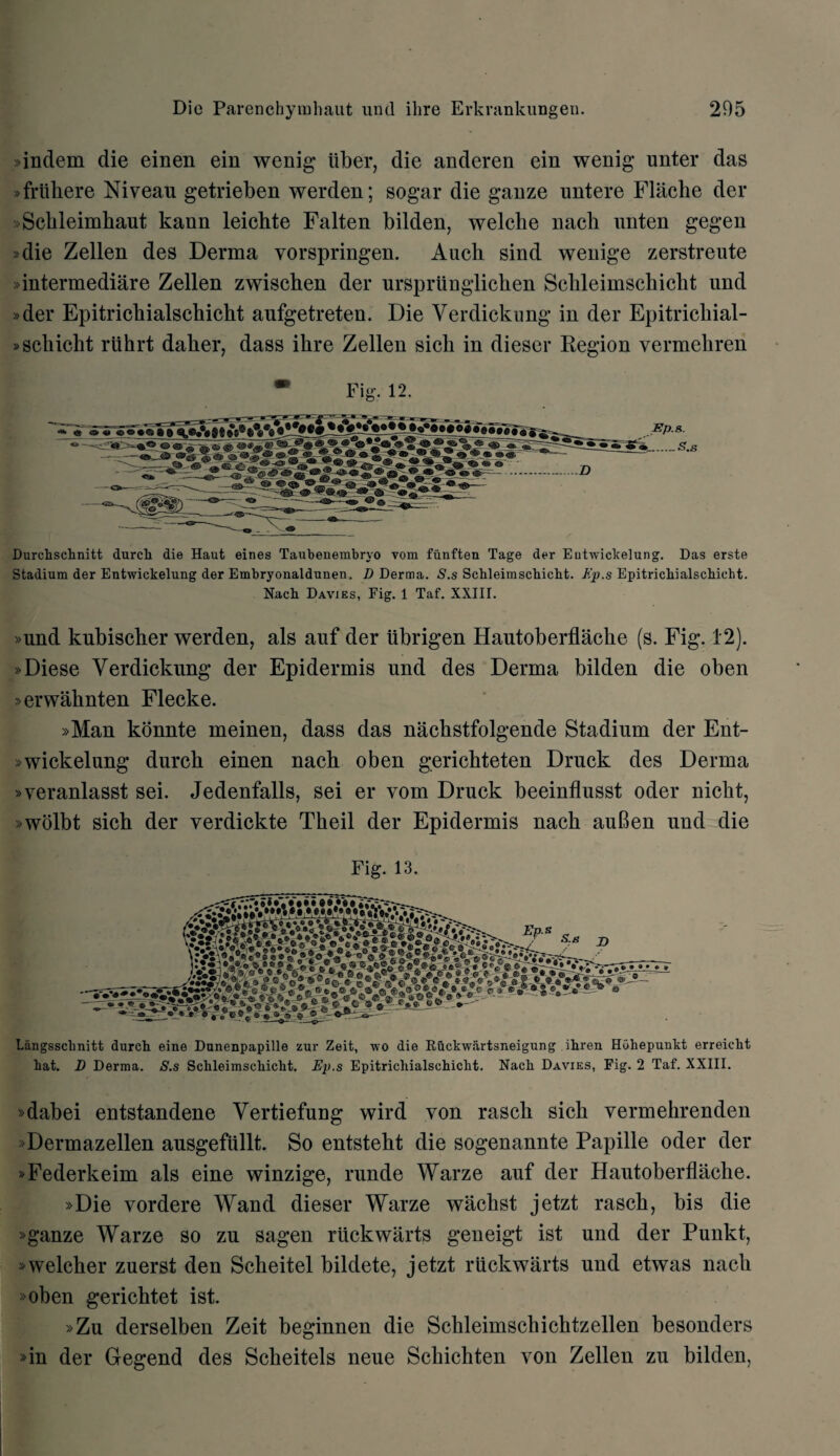 »indem die einen ein wenig iiber, die anderen ein wenig unter das »frlthere Niveau getrieben werden; sogar die gauze untere Flache der »Schleimhaut kann leicbte Falten bilden, welche nach unten gegen »die Zellen des Derma vorspringen. Auch sind weuige zerstreute »intermediare Zellen zwischen der urspriinglicken Sclileimscbicht und »der Epitrichialschicht aufgetreten. Die Yerdickung in der Epitricliial- »schicht riihrt daher, dass ikre Zellen sicli in dieser Region vermeliren • Fig. 12. _S.s Durchschnitt durch die Haut eines Taubenembryo vom funften Tage der Eutwickelung. Das erste Stadium der Entwickelung der Embryonaldunen, D Derma. S.s Scbleimscbicbt. Ep.s Epitrichialschicht. Nach Davjes, Fig. 1 Taf. XXIII. »und kubischer werden, als auf der ubrigen Hautoberflacbe (s. Fig. 1*2). »Diese Yerdickung der Epidermis und des Derma bilden die oben »erwahnten Flecke. »Man konnte meinen, dass das nachstfolgende Stadium der Ent- »wickelung durch einen nacb oben gerickteten Druck des Derma »veranlasst sei. Jedenfalls, sei er vom Druck beeinflusst oder nicbt, »wolbt sicb der verdickte Theil der Epidermis nach auBen und die Fig. 13. Langsscbnitt durch. eine Dunenpapille zur Zeit, wo die Ruckwiirtsneigung ihren Huliepunkt erreicht hat. D Derma. S.s Schleimschicht. Ep.s Epitrichialschicht. Nach Davies, Fig. 2 Taf. XXIII. »dabei entstandene Yertiefung wird von rasch sicb vermekrenden »Dermazellen ausgefiillt. So entstebt die sogenannte Papille oder der »Federkeim als eine winzige, runde Warze auf der Hautoberflacbe. »Die vordere Wand dieser Warze waclist jetzt rasch, bis die »ganze Warze so zu sagen riickwarts geneigt ist und der Punkt, »welcher zuerst den Scbeitel bildete, jetzt riickwarts und etwas nacb >oben gerichtet ist. »Zu derselben Zeit beginnen die Schleimschichtzellen besonders »in der Gegend des Scbeitels neue Scbichten von Zellen zu bilden,