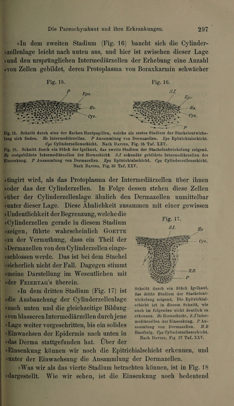 »In dem zweiten Stadium (Fig. 16) baucht sicli die Cylinder- »zellenlage leiclit nacli unteu aus, und hier ist zwischen dieser Lage »und den urspriiugliclien Intermediarzellen der Erhebung eine Anzabl »von Zellen gebildet, deren Protoplasma yon Boraxkarmin scliwacker Fig. 15. Fig. 16. fcpp, Fig. 15. Schnitt durcli eine der flaclien Hautpapillen, welclie als erstes Stadium der Stachelentwicke- lung sich linden. Hs Intermediarzellen. P Ansammlung von Derraazellen. Bps Epitrickialscliiclit. Cys Cylinderzellenschicht. Nach Davies, Fig. 35 Taf. XXV. Fig. 16. Schnitt durch ein St&ck der Igelliaut, das zweite Stadium der Stachelentwickelung zeigend. Hs erstgebildete Intermediarzellen der Hornschicht. S.I sekundar gehildete Intermediarzellen der Einsenkung. P Ansammlung von Dermazellen. Bps Epitrichialschicht. Cys Cylinderzellenschicht. Nach Davies, Fig. 36 Taf. XXY. »tingirt wird, als das Protoplasma der Intermediarzellen liber ilmen »oder das der Cylinderzellen. In Folge dessen stelien diese Zellen »liber der Cylinderzellenlage almlicli den Dermazellen unmittelbar • • »unter dieser Lage. Diese Almliclikeit zusammen mit einer gewissen »Undeutlicbkeit der Begrenzung, welcbe die »Cylinderzellen gerade in diesem Stadium »zeigen, fiibrte wahrsclieinlich Goette »zu der Vermutbung, dass ein Theil der »Dermazellen von den Cylinderzellen einge- jscblossen werde. Das ist bei dem Staeliel »sicherlich nicbt der Fall. Dagegen stimmt »meine Darstellung im Wesentliclien mit »der Feiertag’s uberein. »In dem dritten Stadium (Fig. 17) ist »die Ausbauchung der Cylinderzellenlage »nach unten und die gleicbzeitige Bildung »von blasseren Intermediarzellen durch j ene »Lage weiter vorgeschritten, bis ein solides »Einwachsen der Epidermis nacli unten in »das Derma stattgefunden bat. Uber der »Einsenkung konnen wir nock die Epitrichialschicht erkennen, und »unter der Einwachsung die Ansammlung der Dermazellen. »Was wir als das vierte Stadium betrachten konnen, ist in Fig. 18 »dargestellt. Wie wir sehen, ist die Einsenkung noch bedeutend Fig. 17. Schnitt durch ein Stuck Igelkaut, das dritte Stadium der Stackelent- ■\vickelung zeigend. Die Epitrichial¬ schicht ist in diesem Schnitt, wie auch im folgenden niclit deutlich zu erkennen. Hs Hornschicht. S.Jlnter- mediarzellen der Einsenkung. P An¬ sammlung von Dermazellen. H.B Haarhalg. Cys Cylinderzellenschicht. Nach Davies, Fig. 37 Taf. XXV.